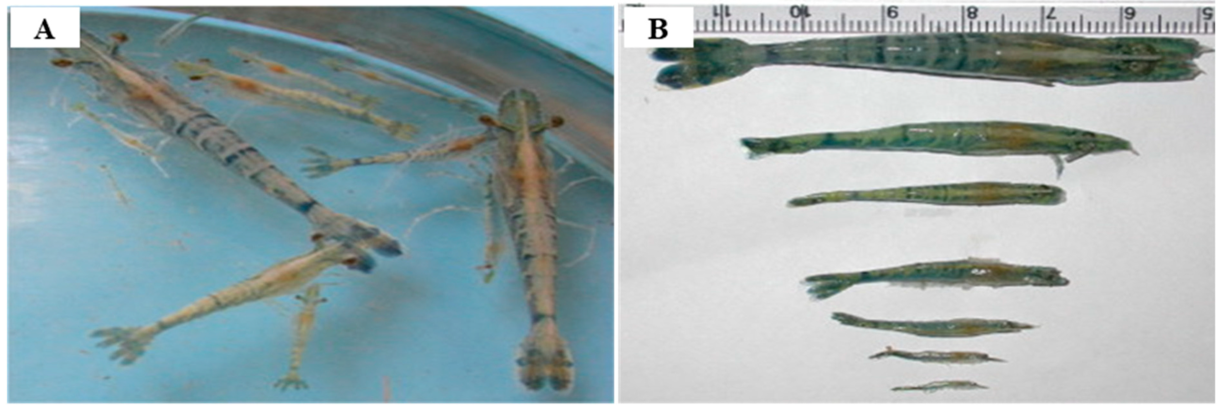 Pathogens 13 00625 g007
