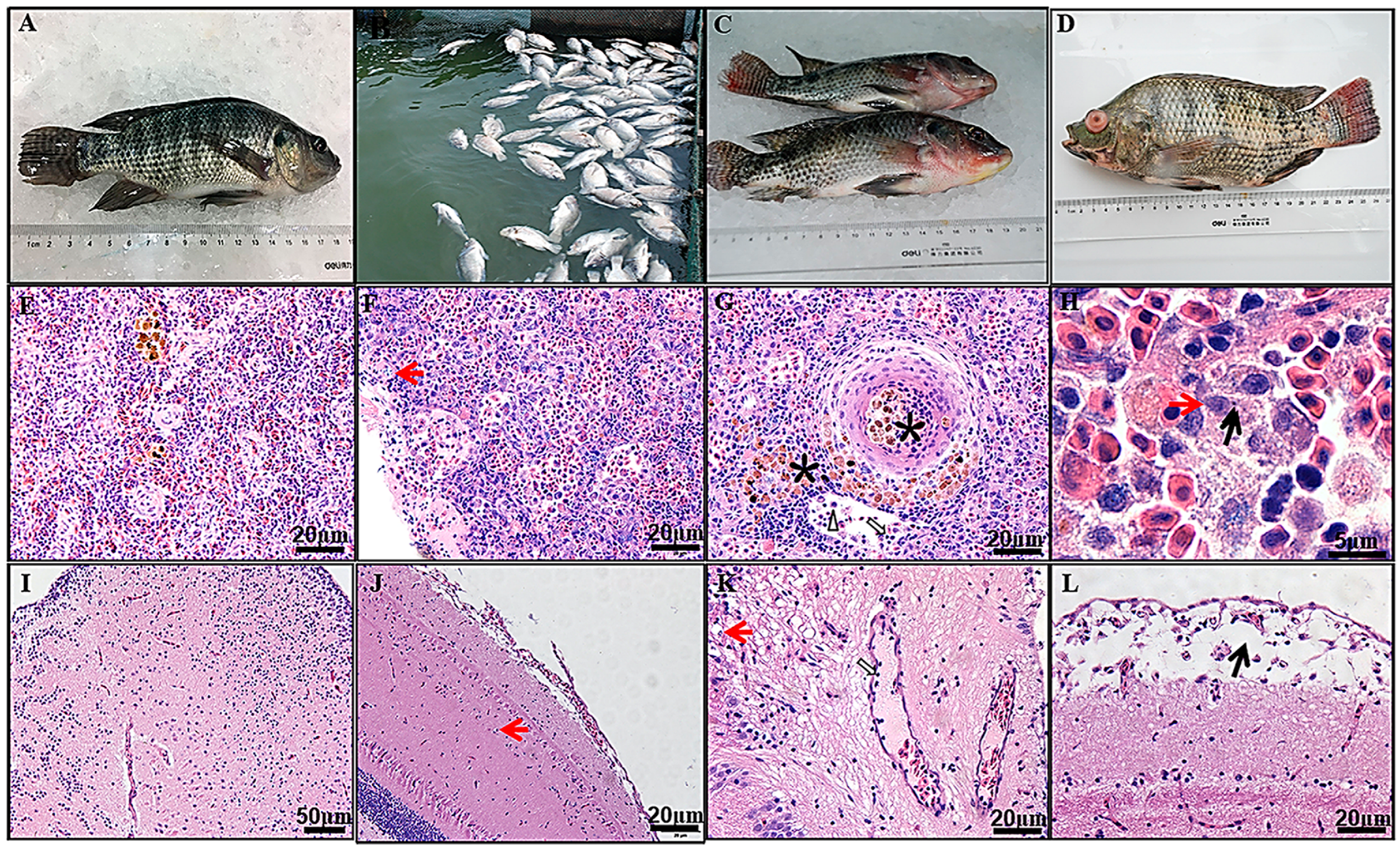 Pathogens 13 00625 g008