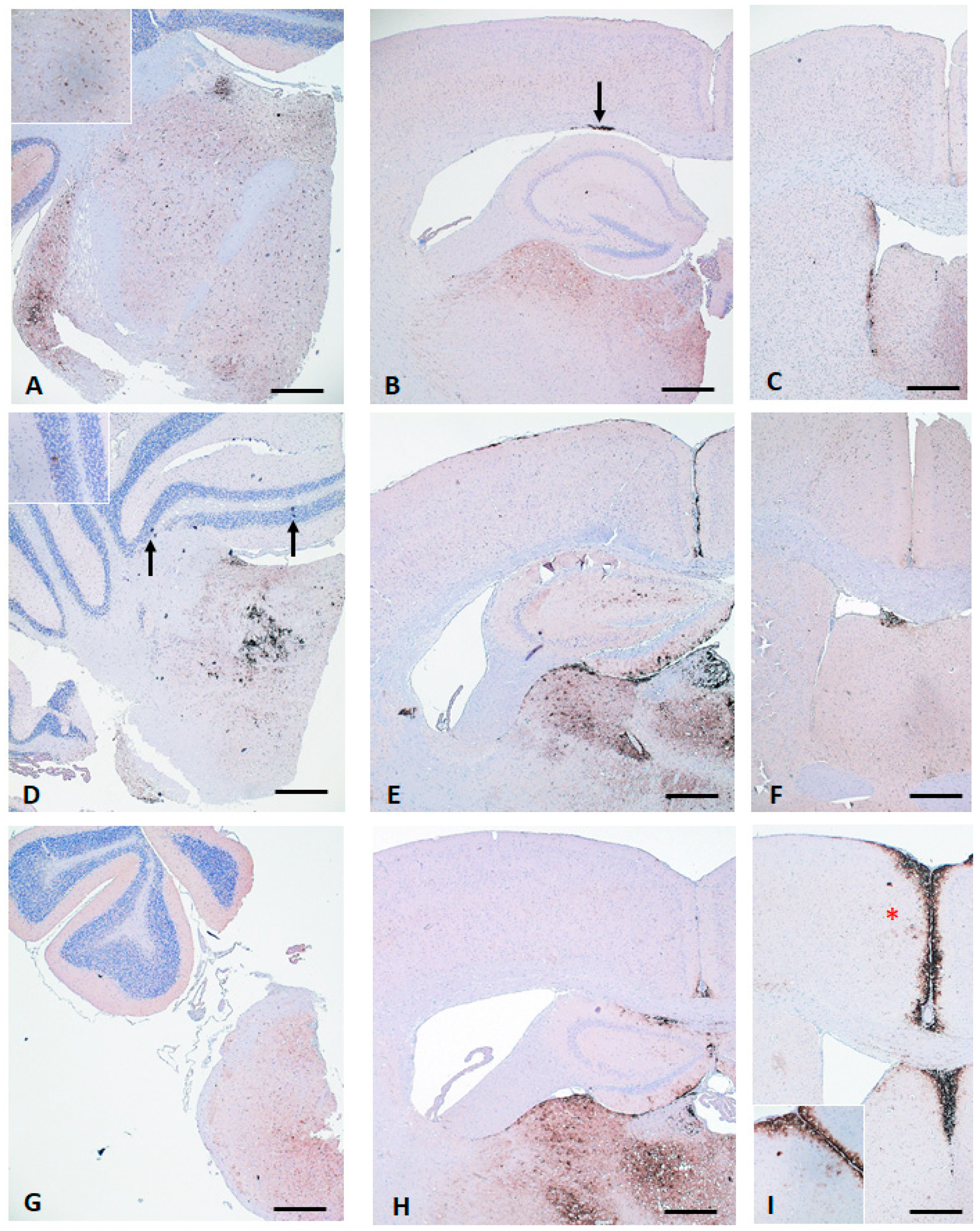 Pathogens 13 00629 g004 Pathogens 13 00629 g004