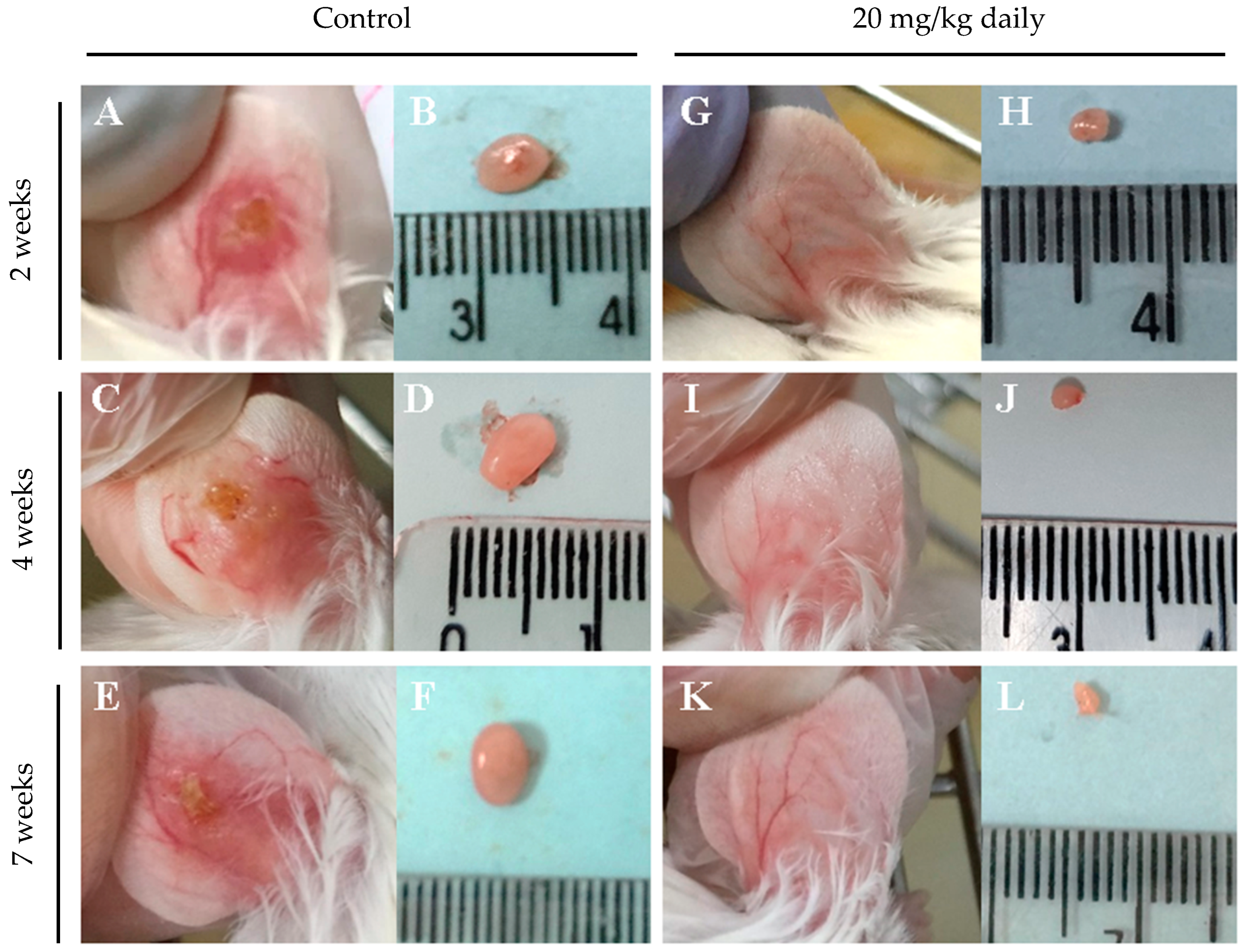 Pathogens 13 00630 g007