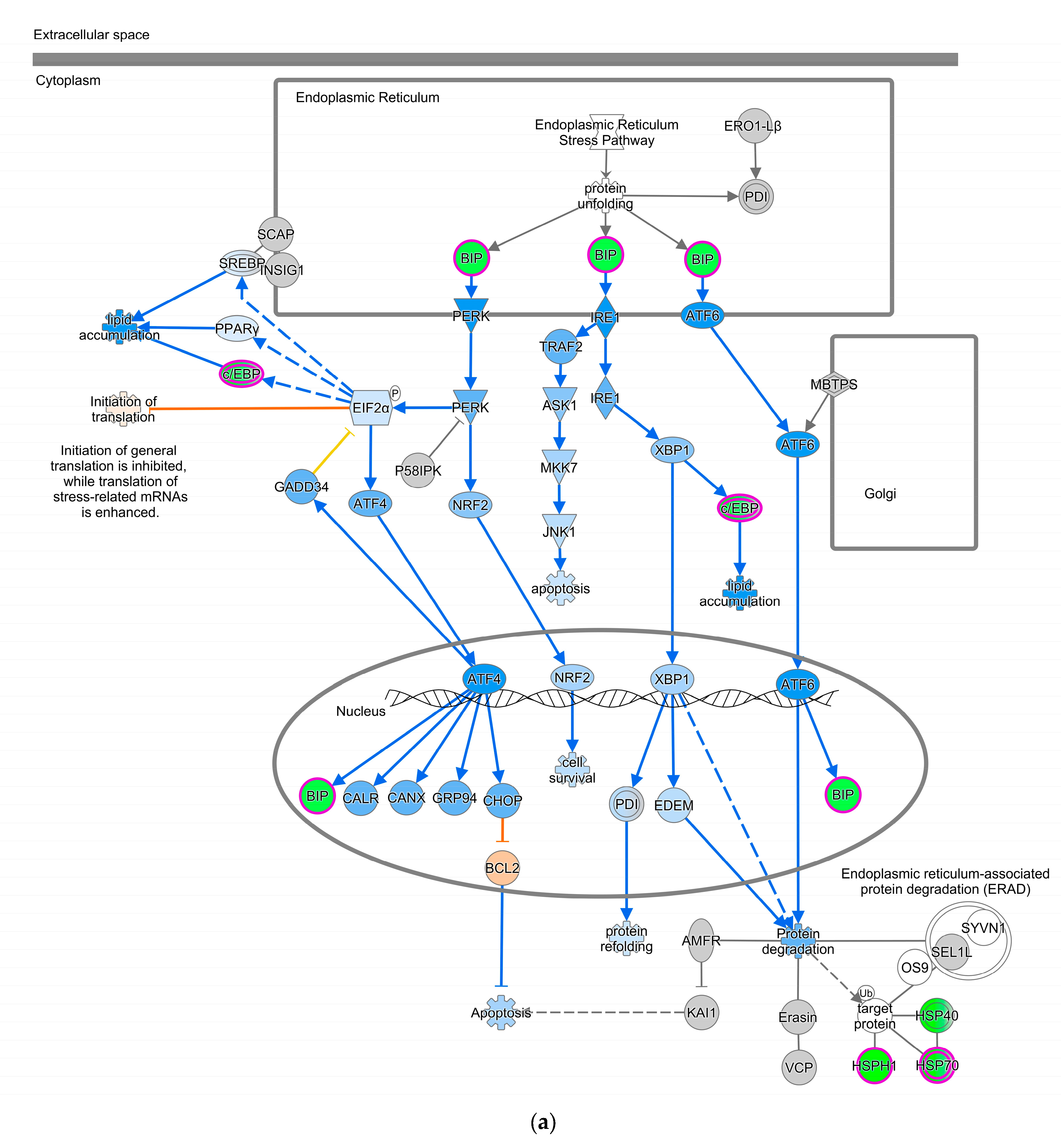 Pathogens 13 00638 g003a