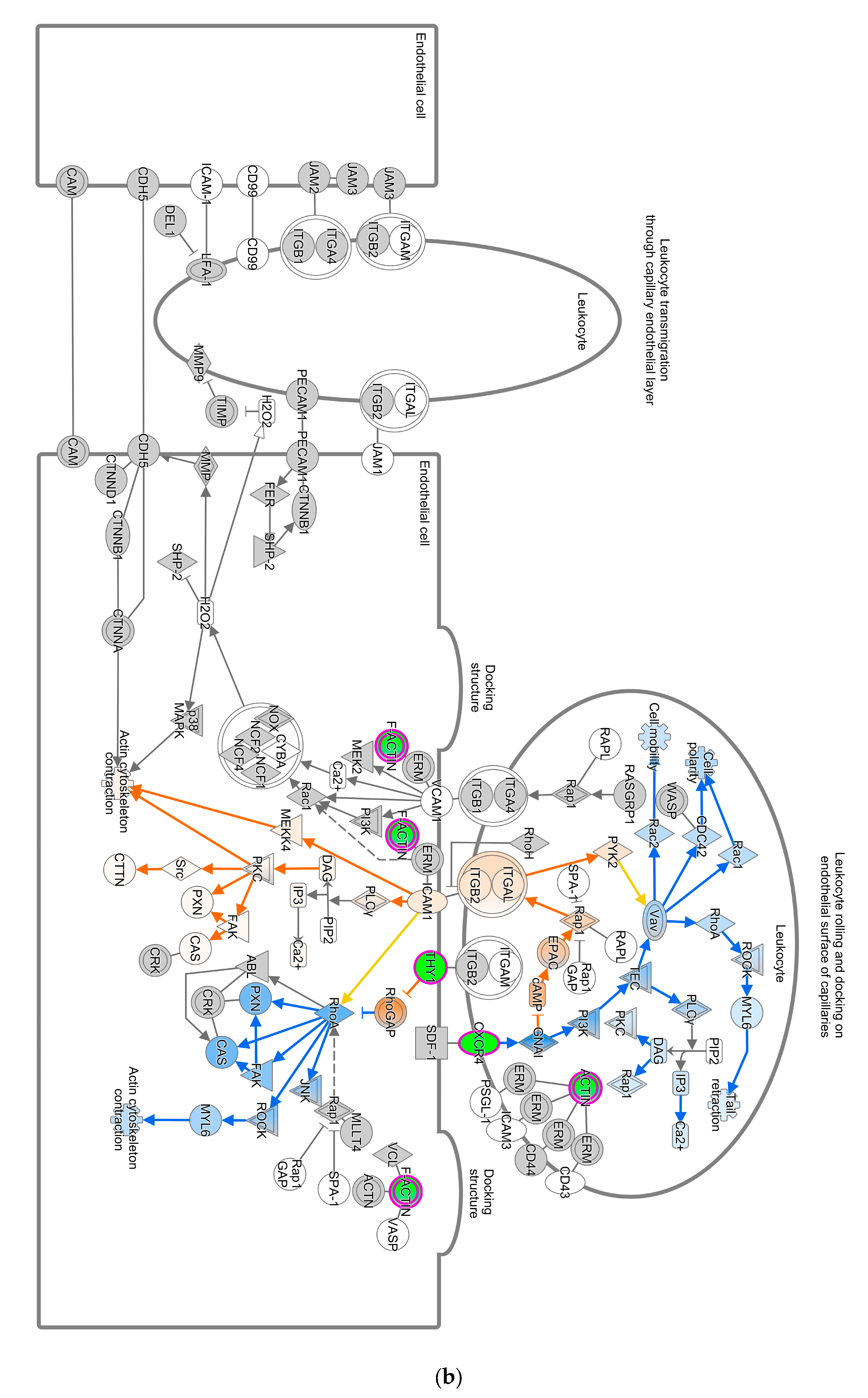 Pathogens 13 00638 g003b