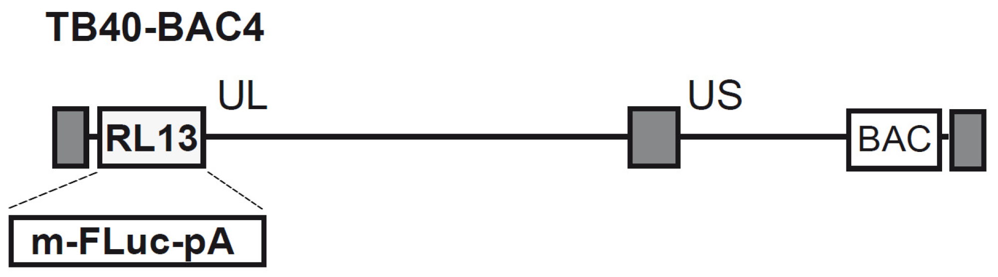 Pathogens 13 00645 g001