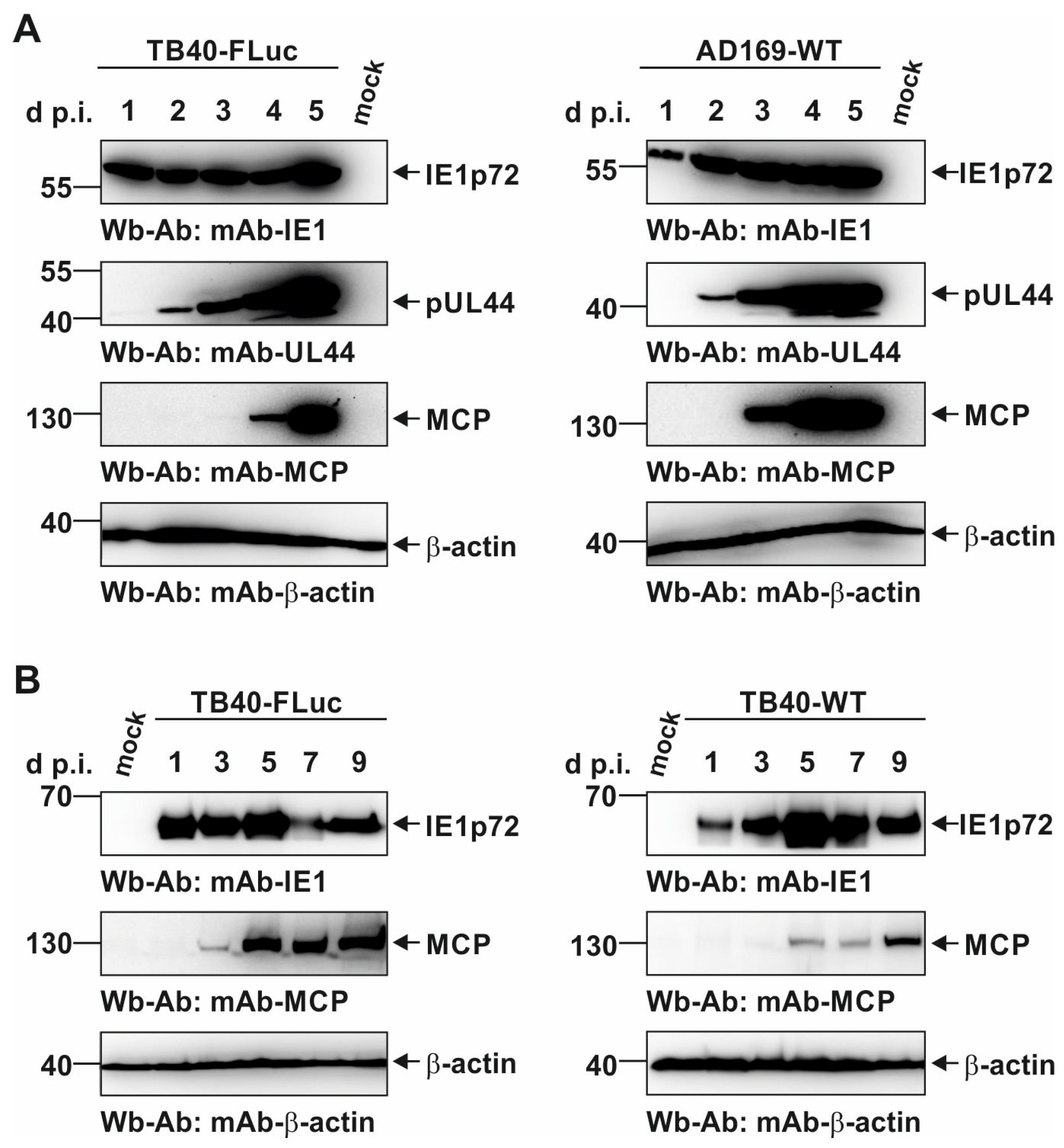 Pathogens 13 00645 g005
