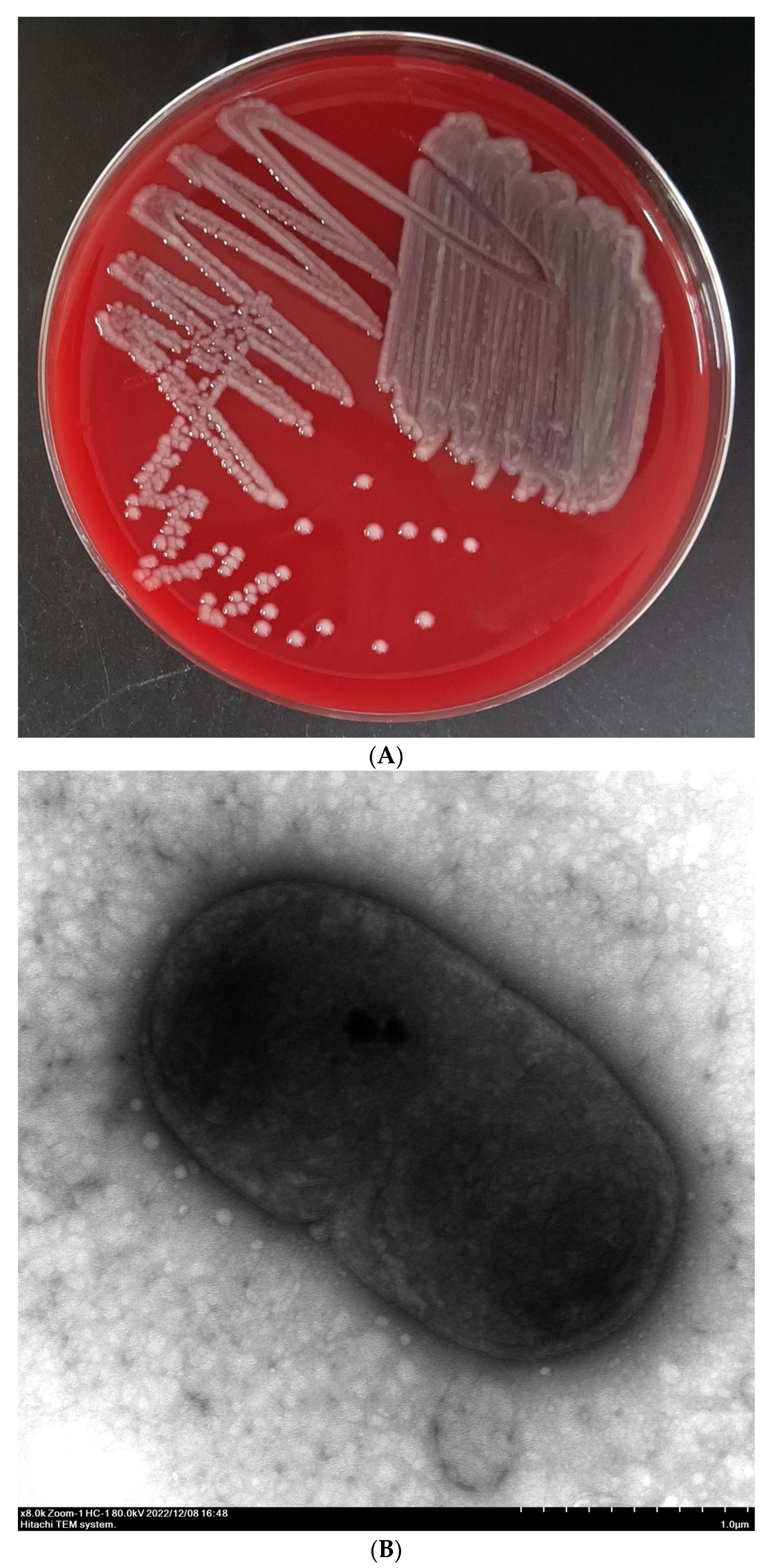 Pathogens 13 00647 g002 Pathogens 13 00647 g002