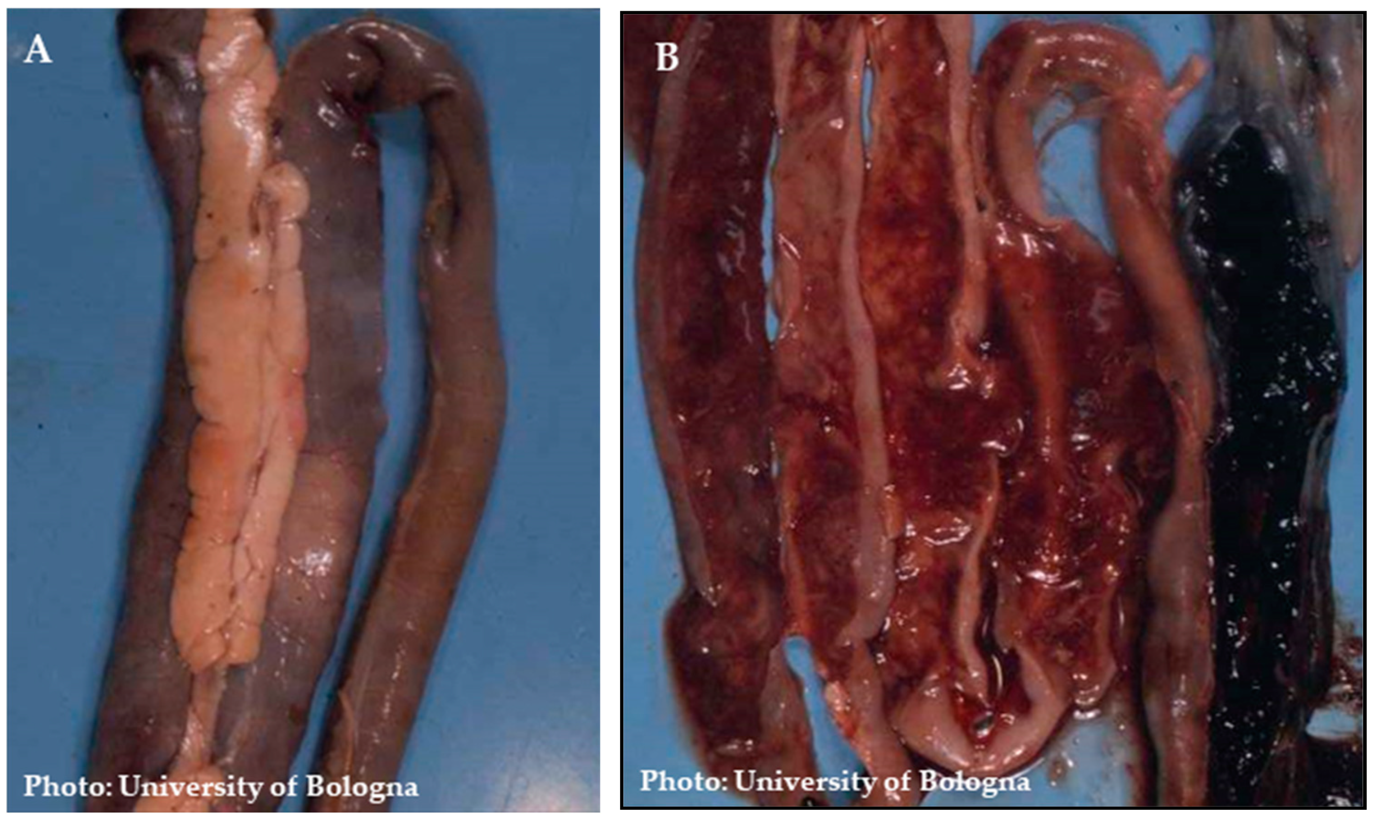 Pathogens 13 00663 g004