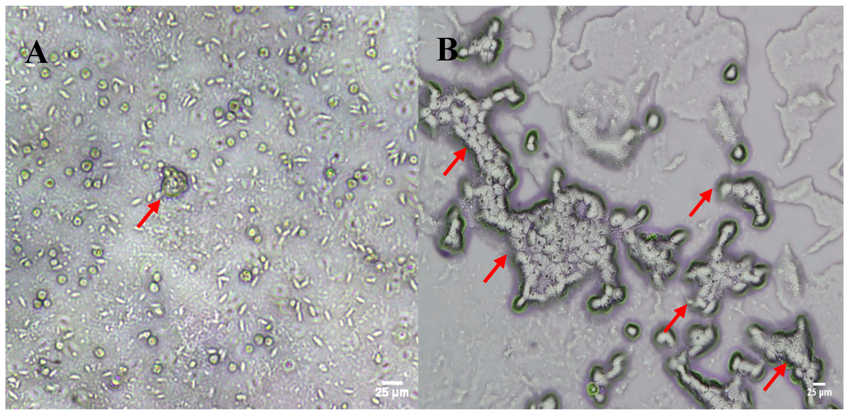 Pathogens 13 00665 g001 Pathogens 13 00665 g001