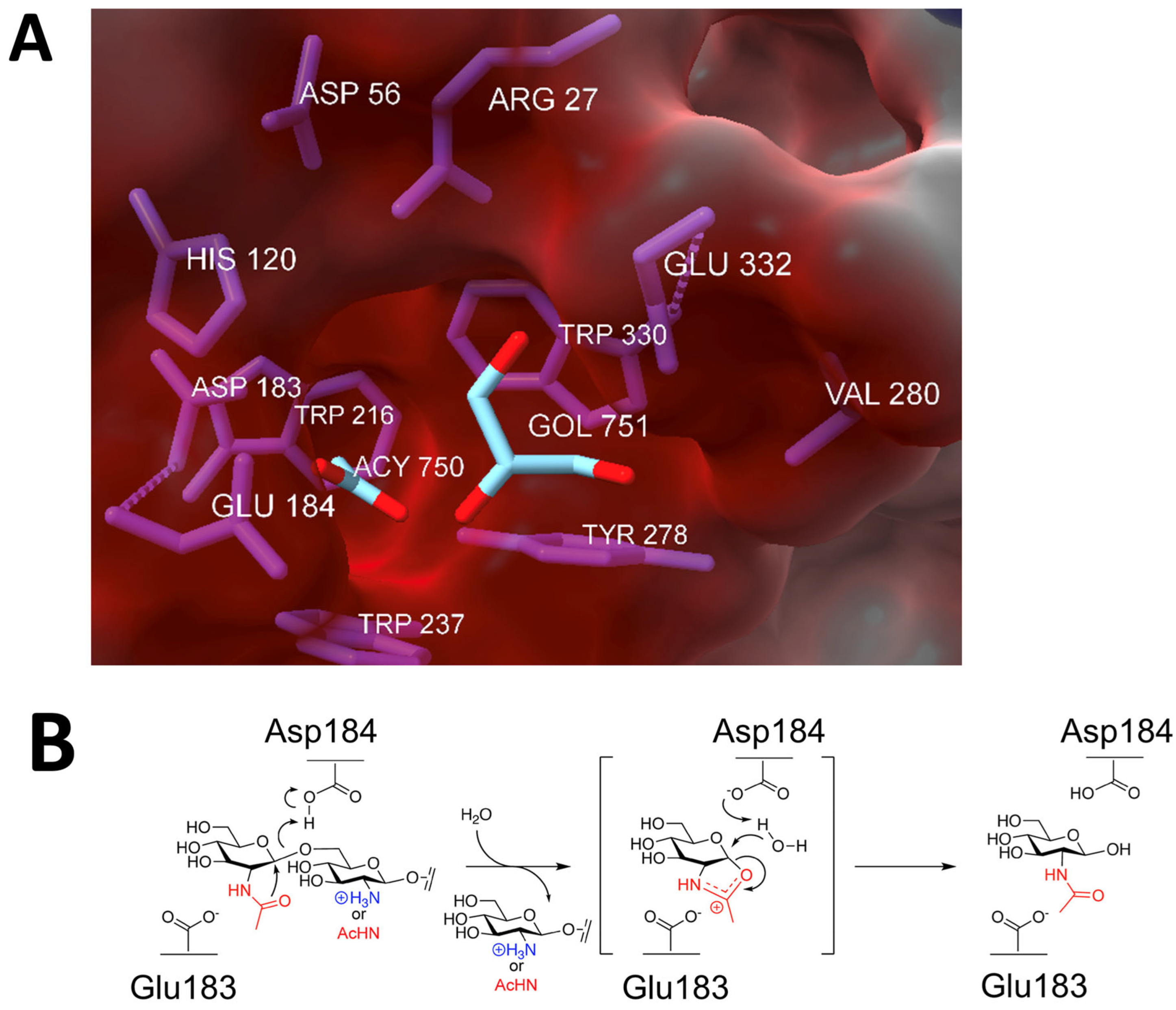 Pathogens 13 00668 g004 Pathogens 13 00668 g004