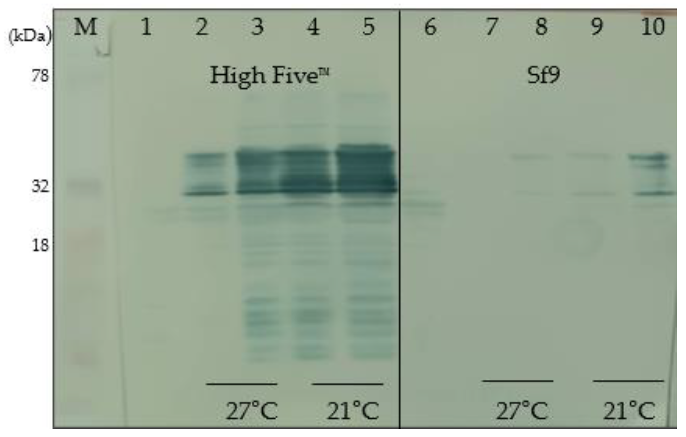 Pathogens 13 00690 g005