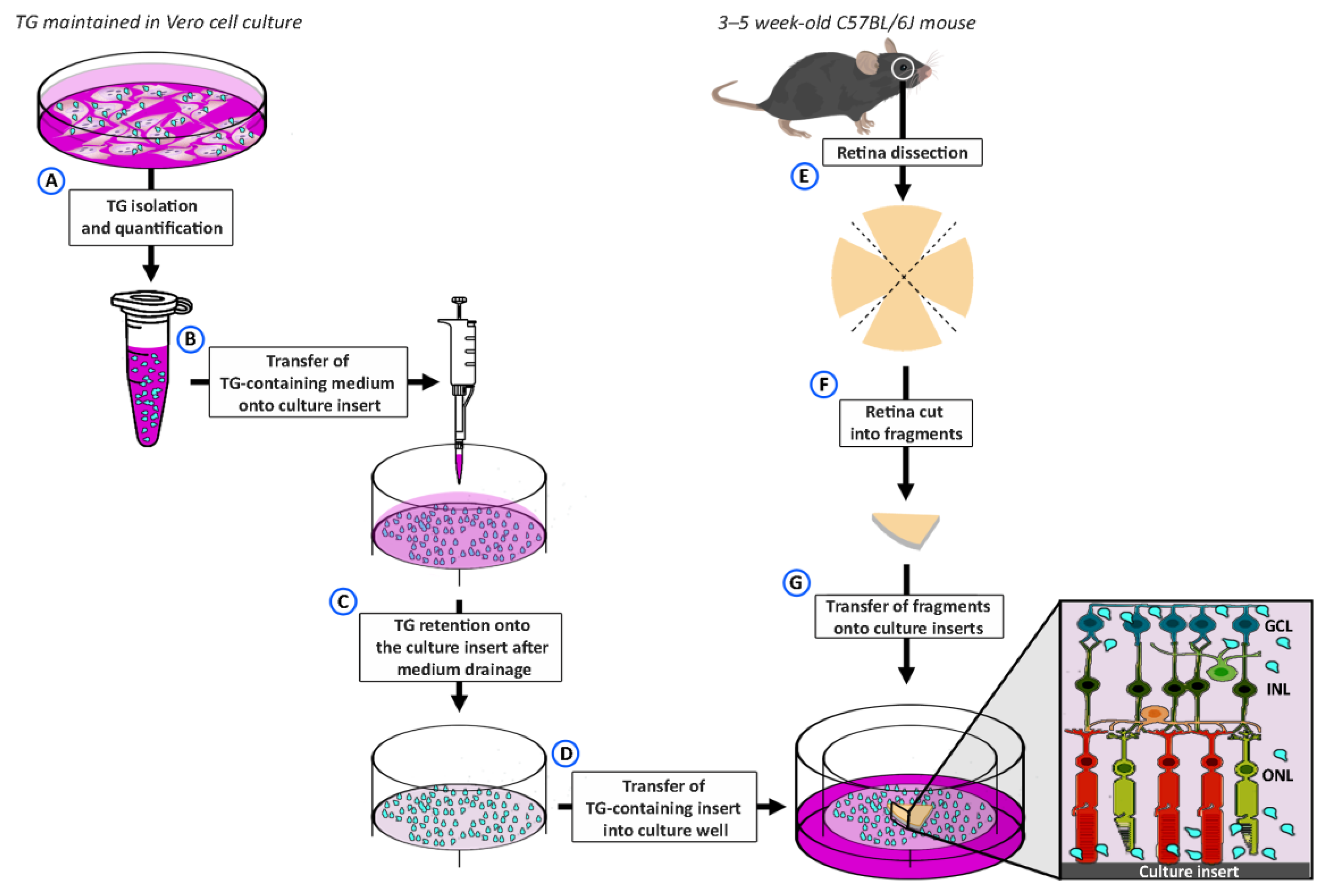 Pathogens 13 00701 g001 Pathogens 13 00701 g001
