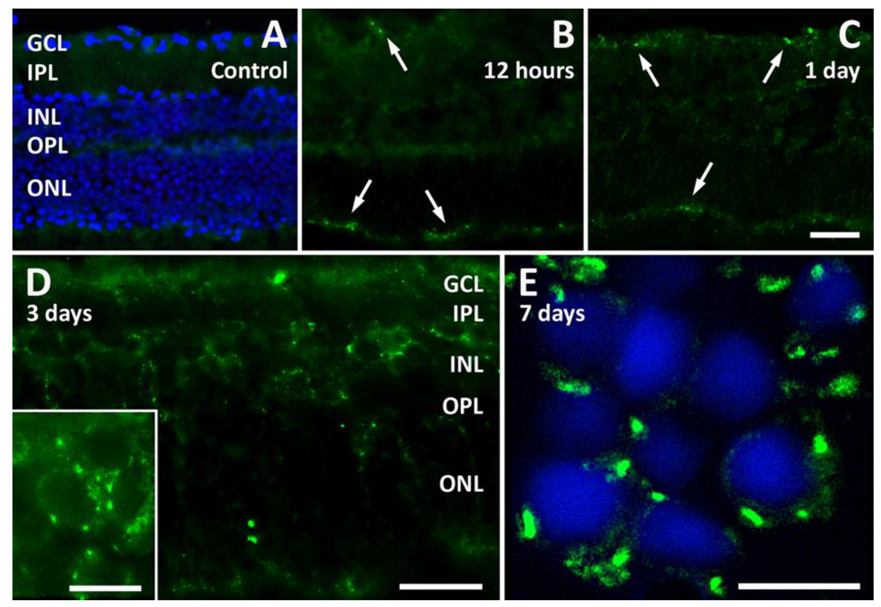 Pathogens 13 00701 g003 Pathogens 13 00701 g003