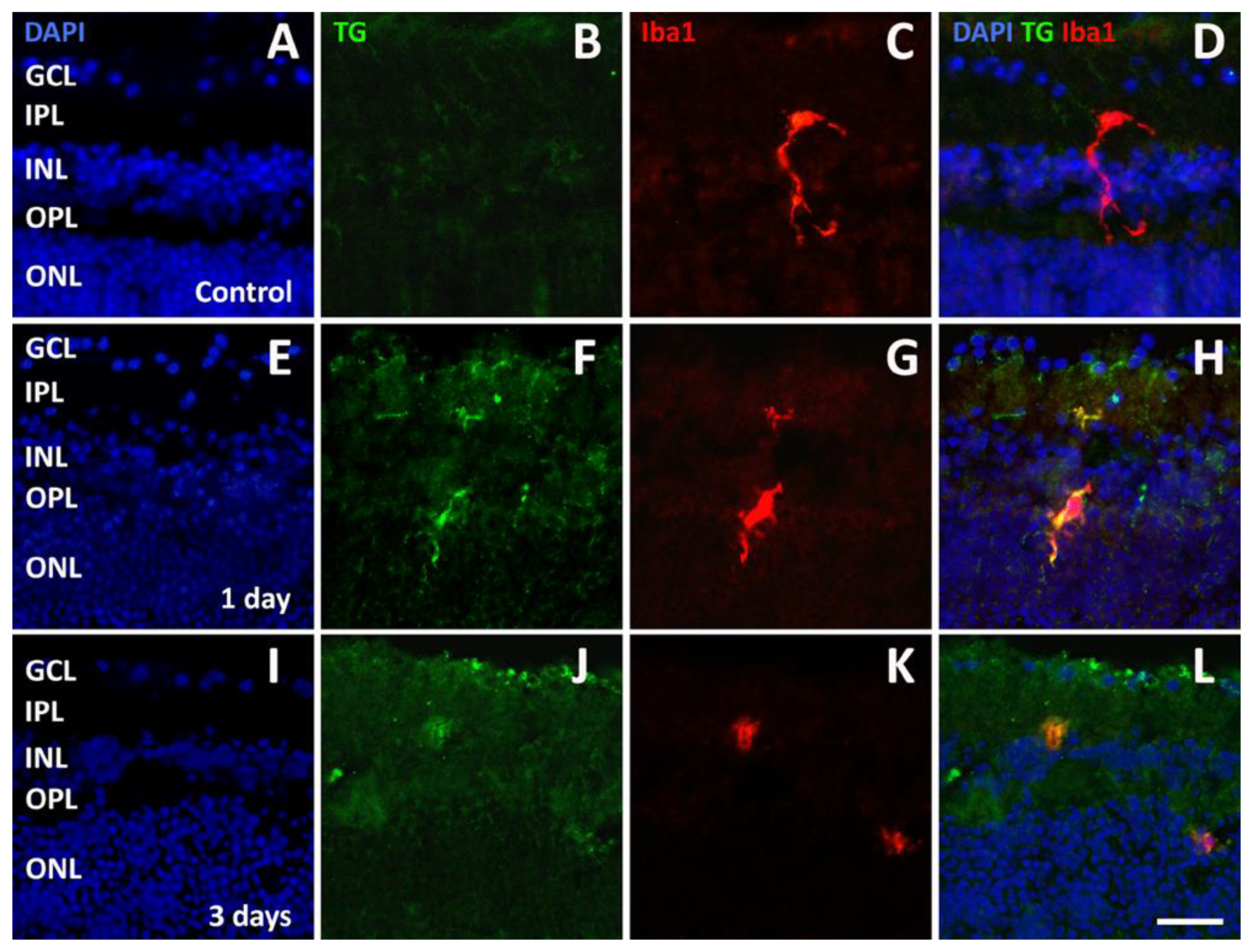 Pathogens 13 00701 g005 Pathogens 13 00701 g005