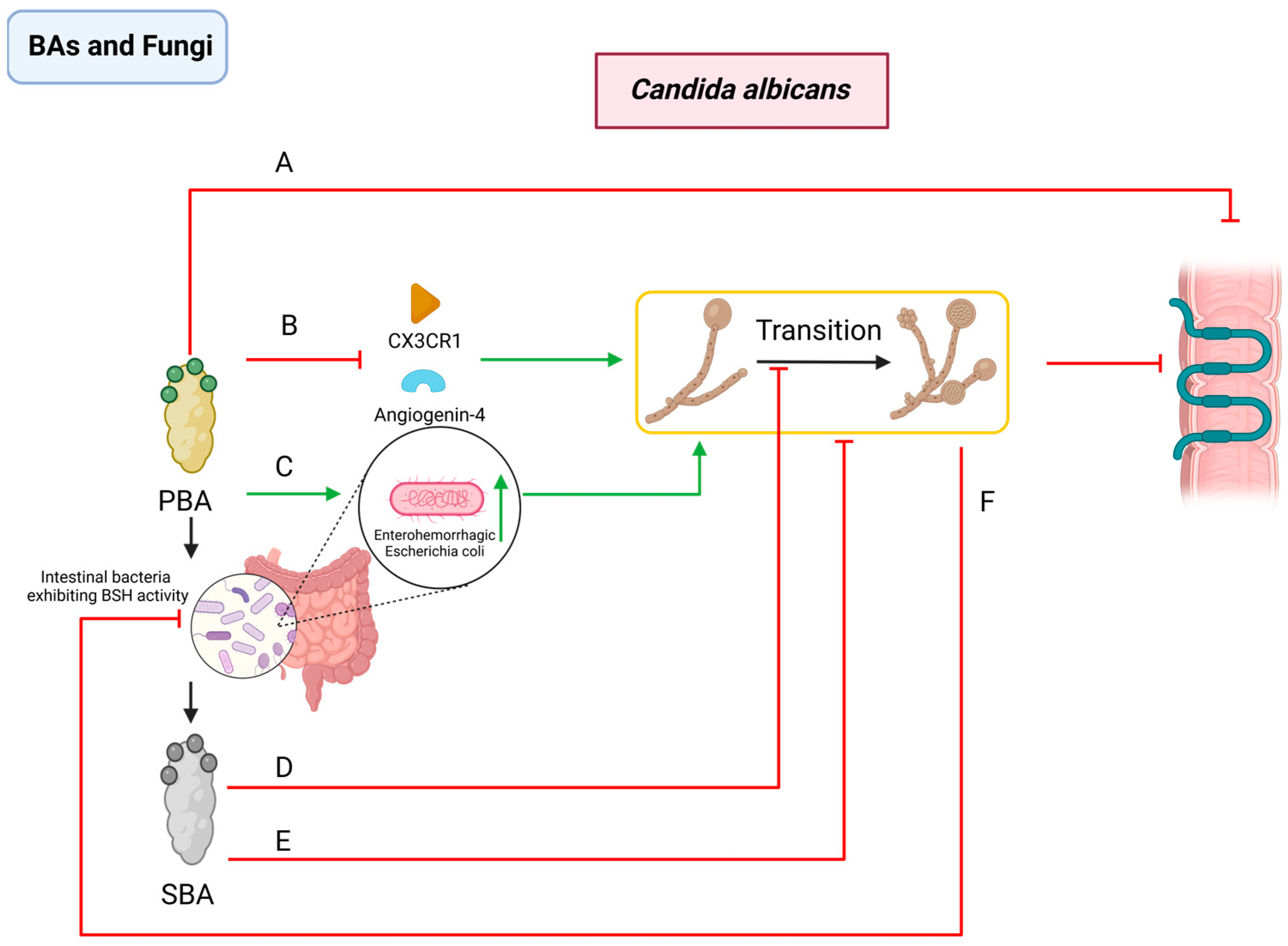 Pathogens 13 00702 g002