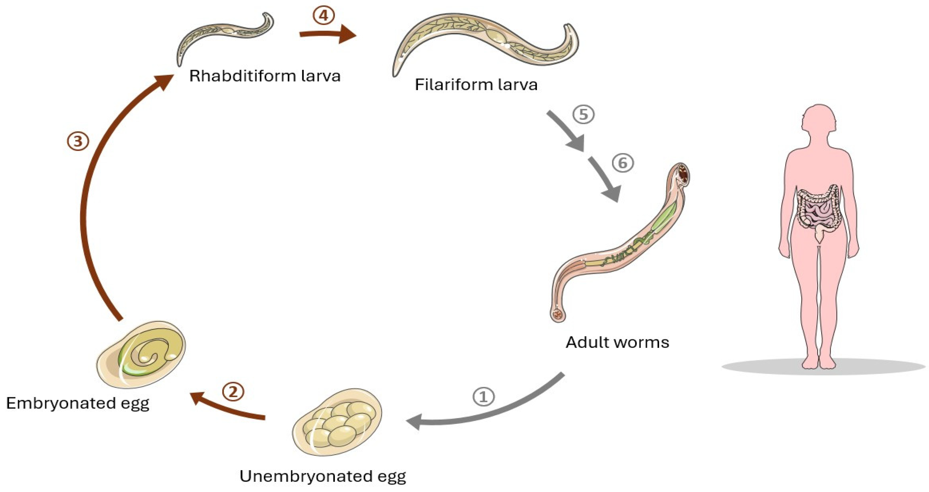 Pathogens 13 00703 g002