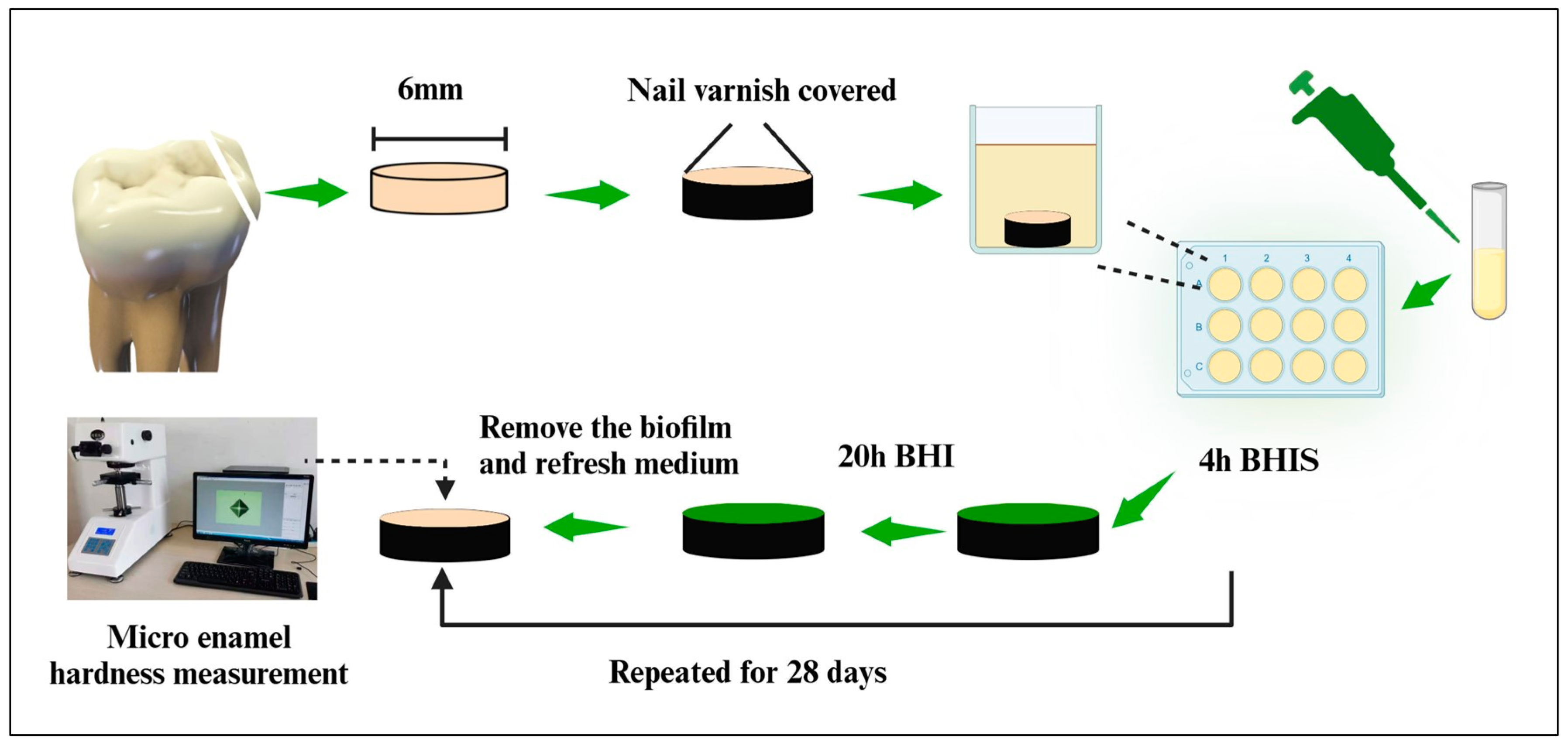 Pathogens 13 00707 g001