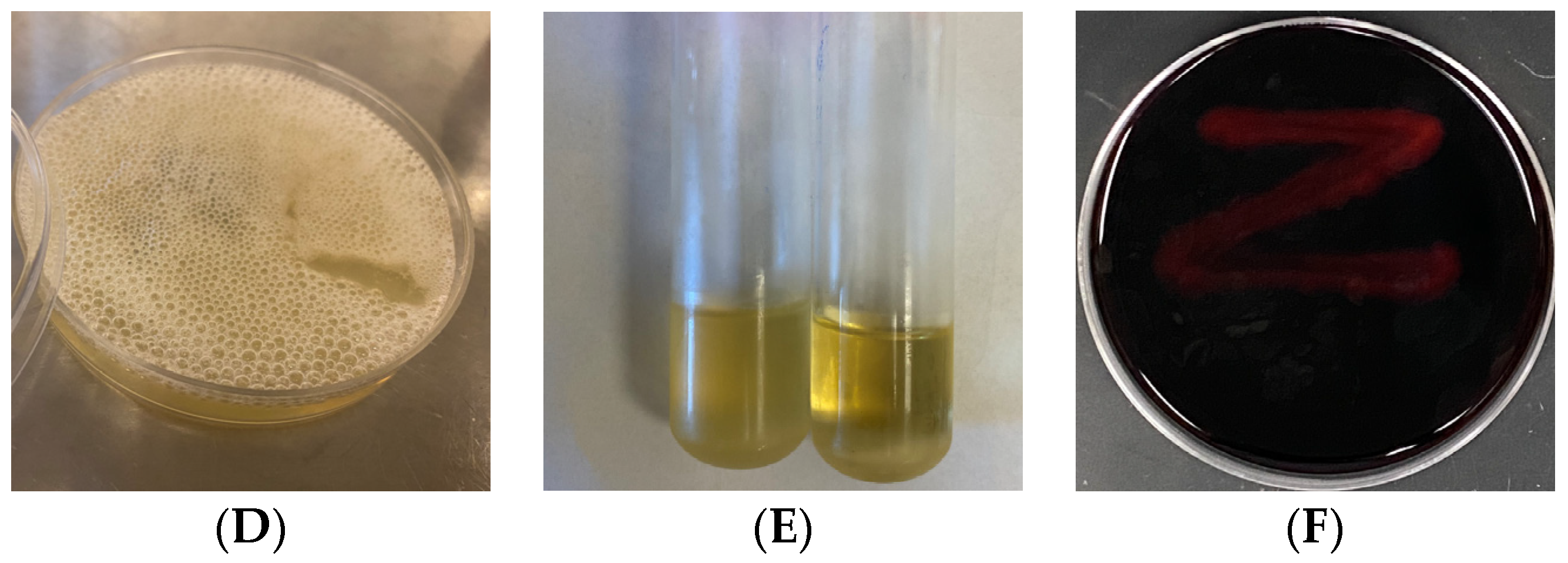 Pathogens 13 00708 g001b