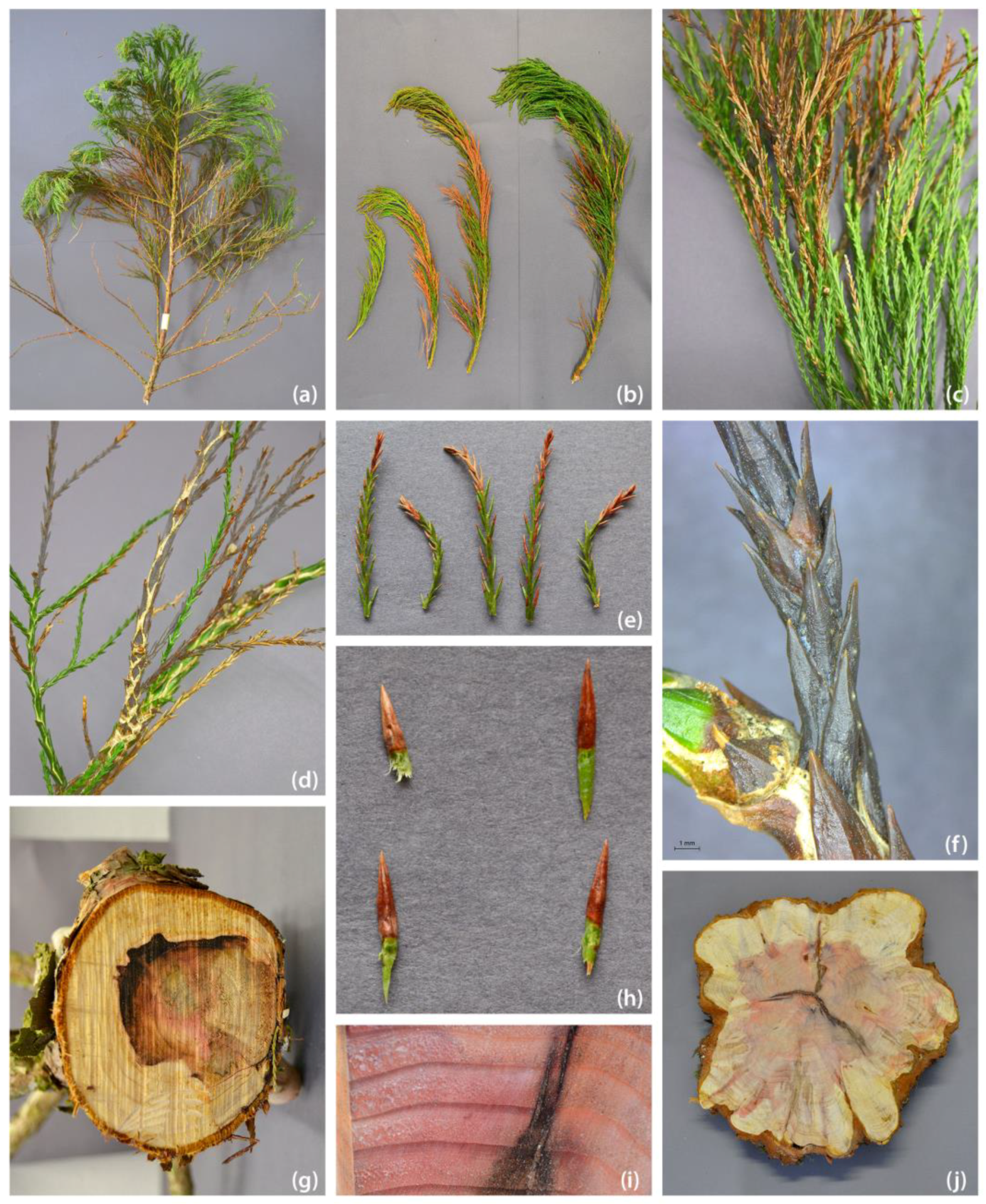 Pathogens 13 00715 g002