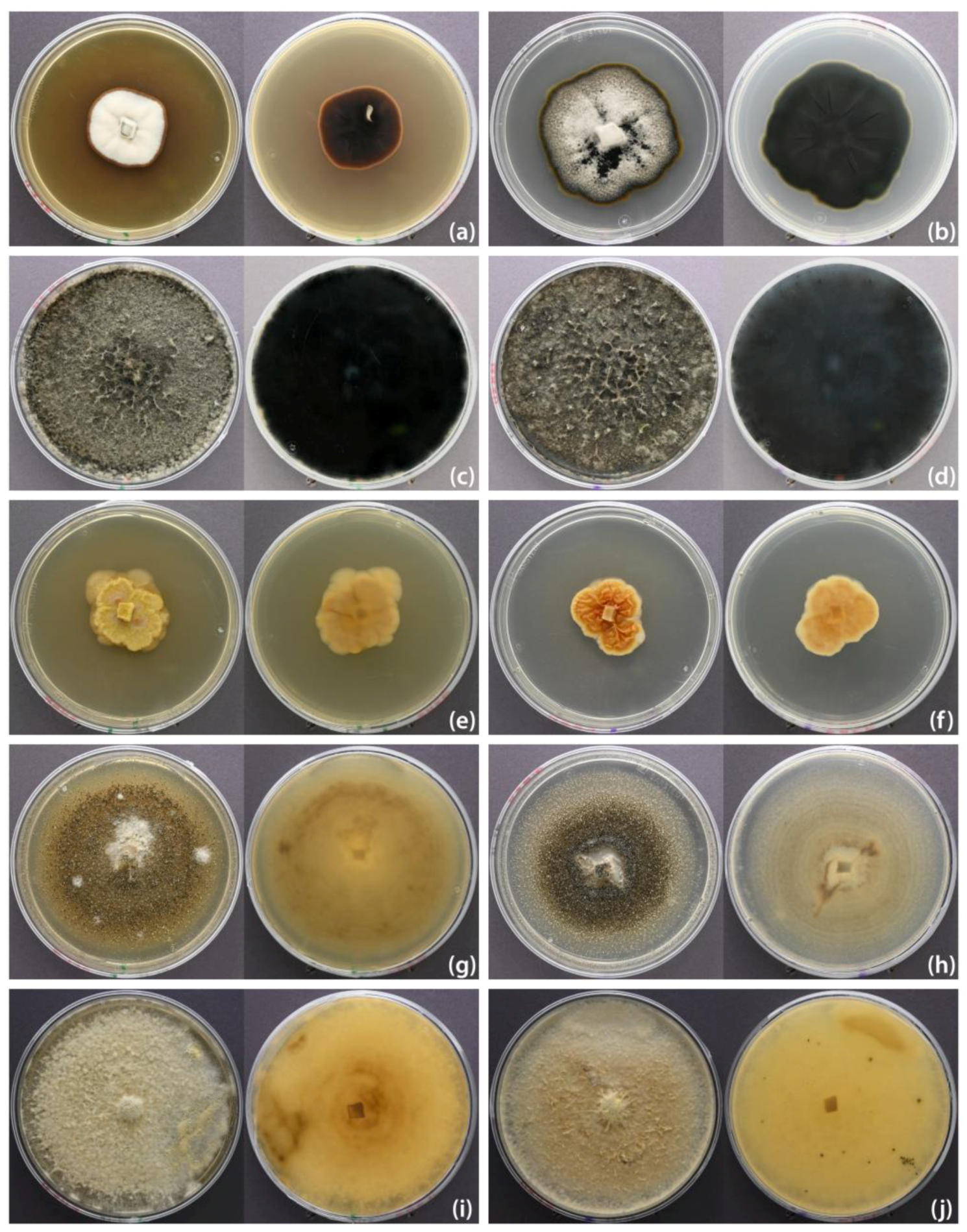 Pathogens 13 00715 g004