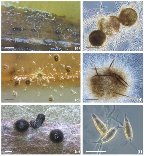 Filamentous Fungi Associated with Disease Symptoms in Non-Native