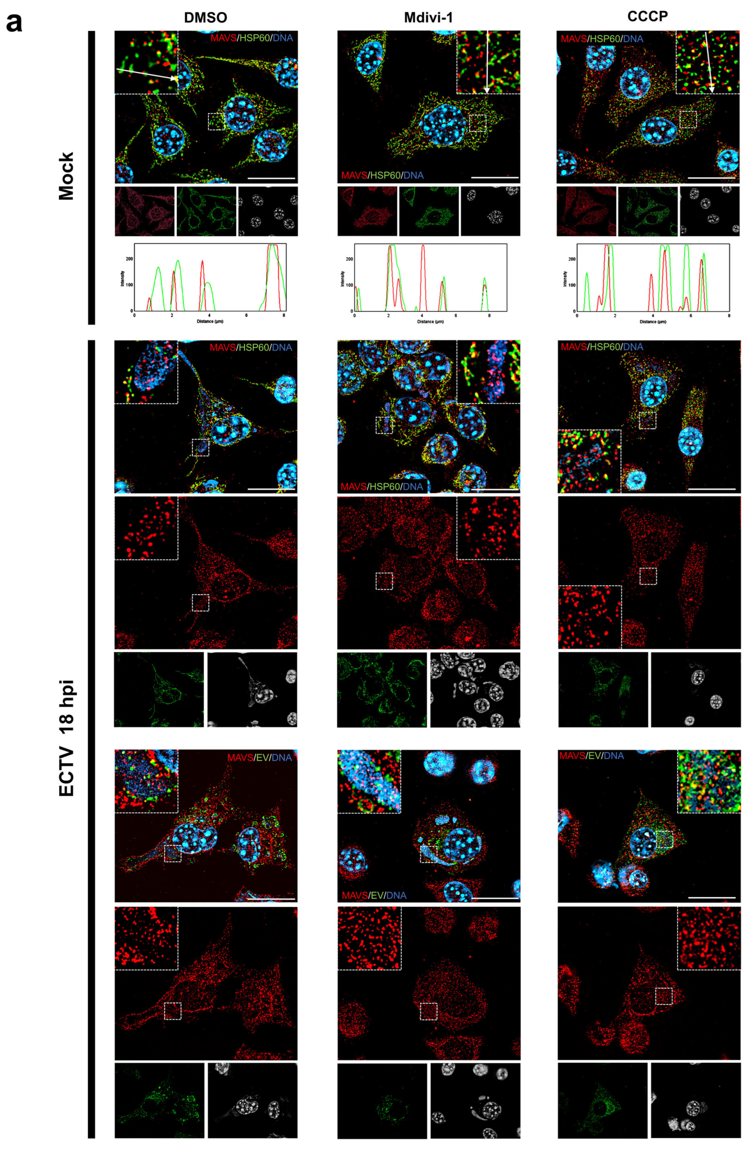 Pathogens 13 00717 g003a