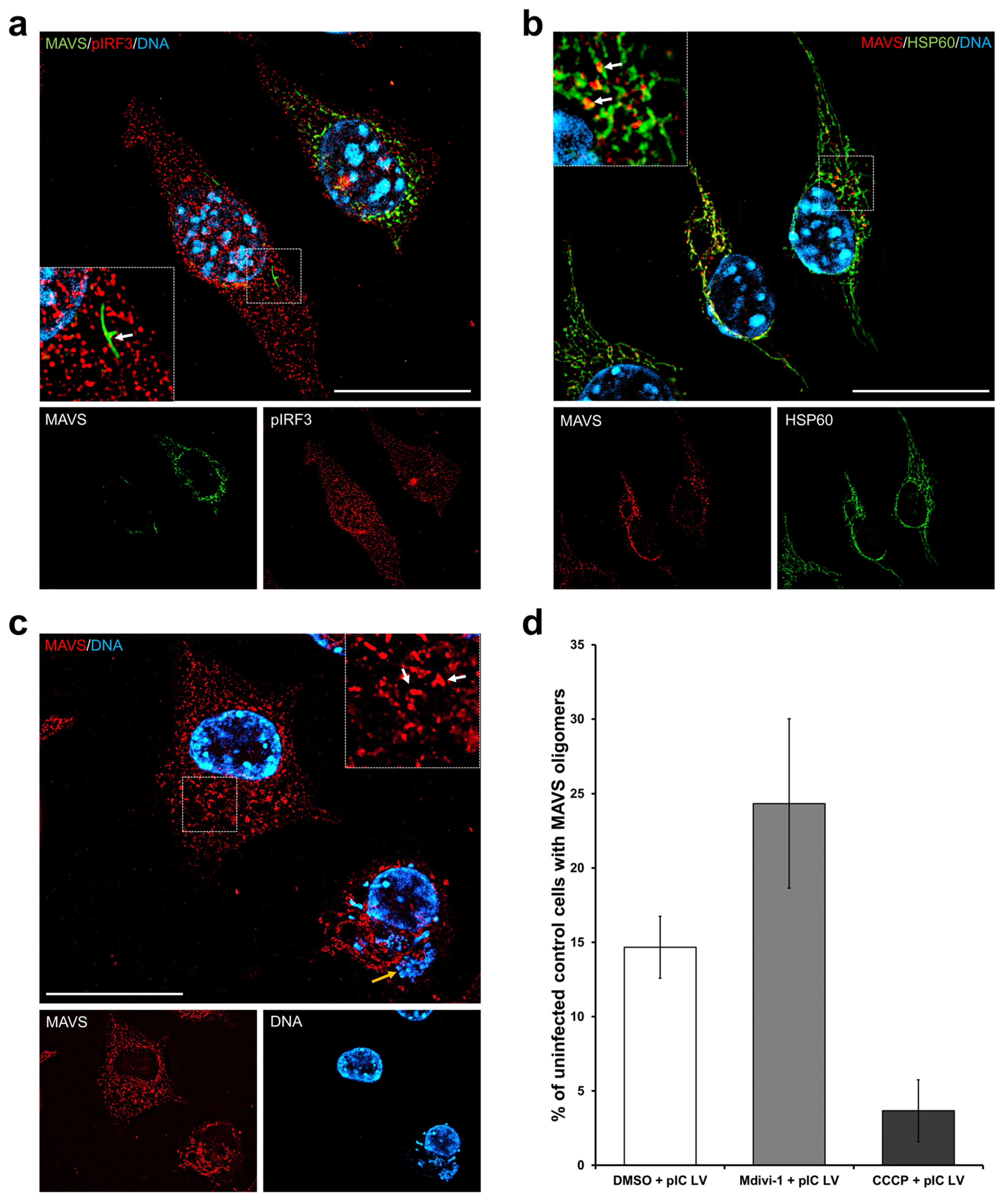 Pathogens 13 00717 g006