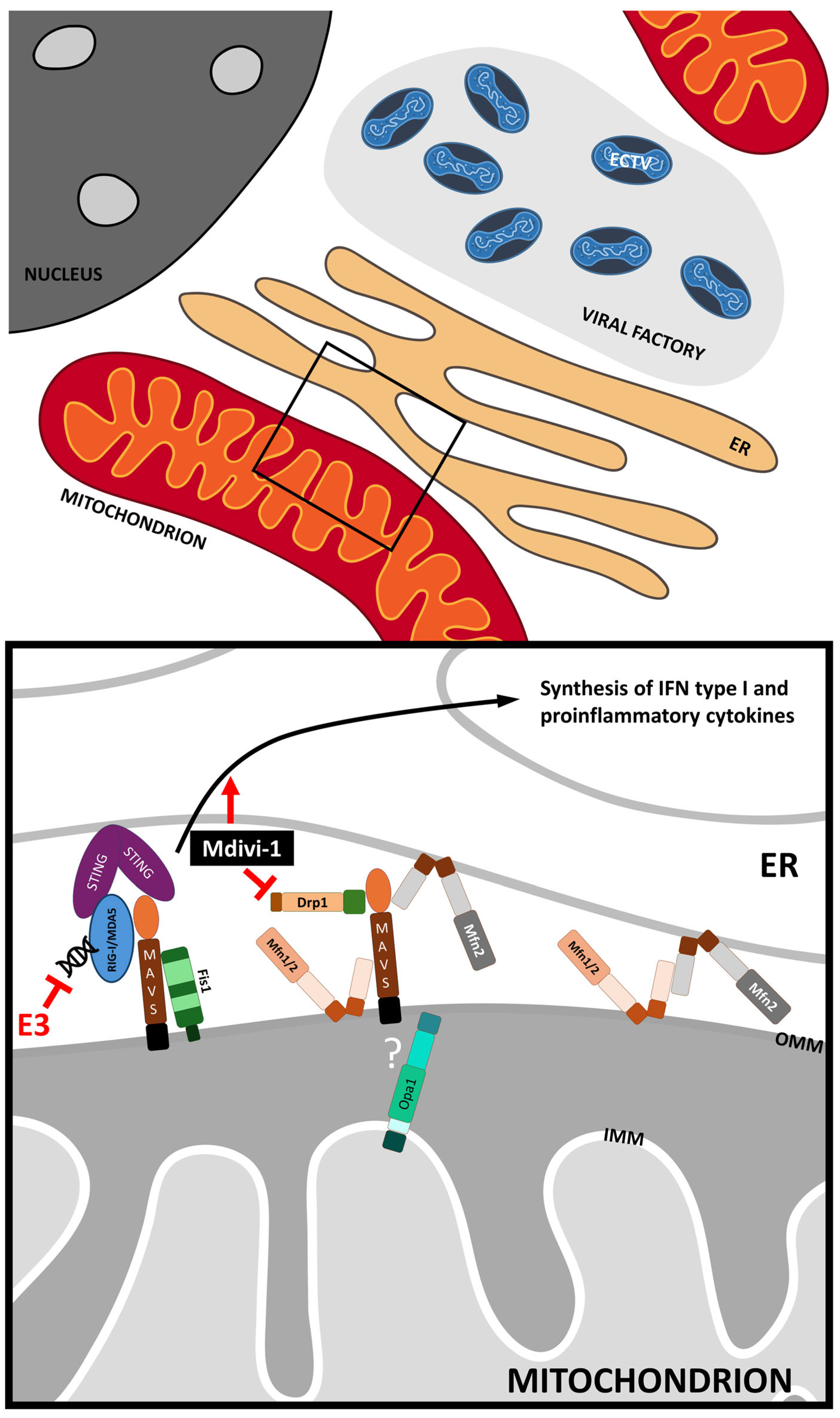 Pathogens 13 00717 g010