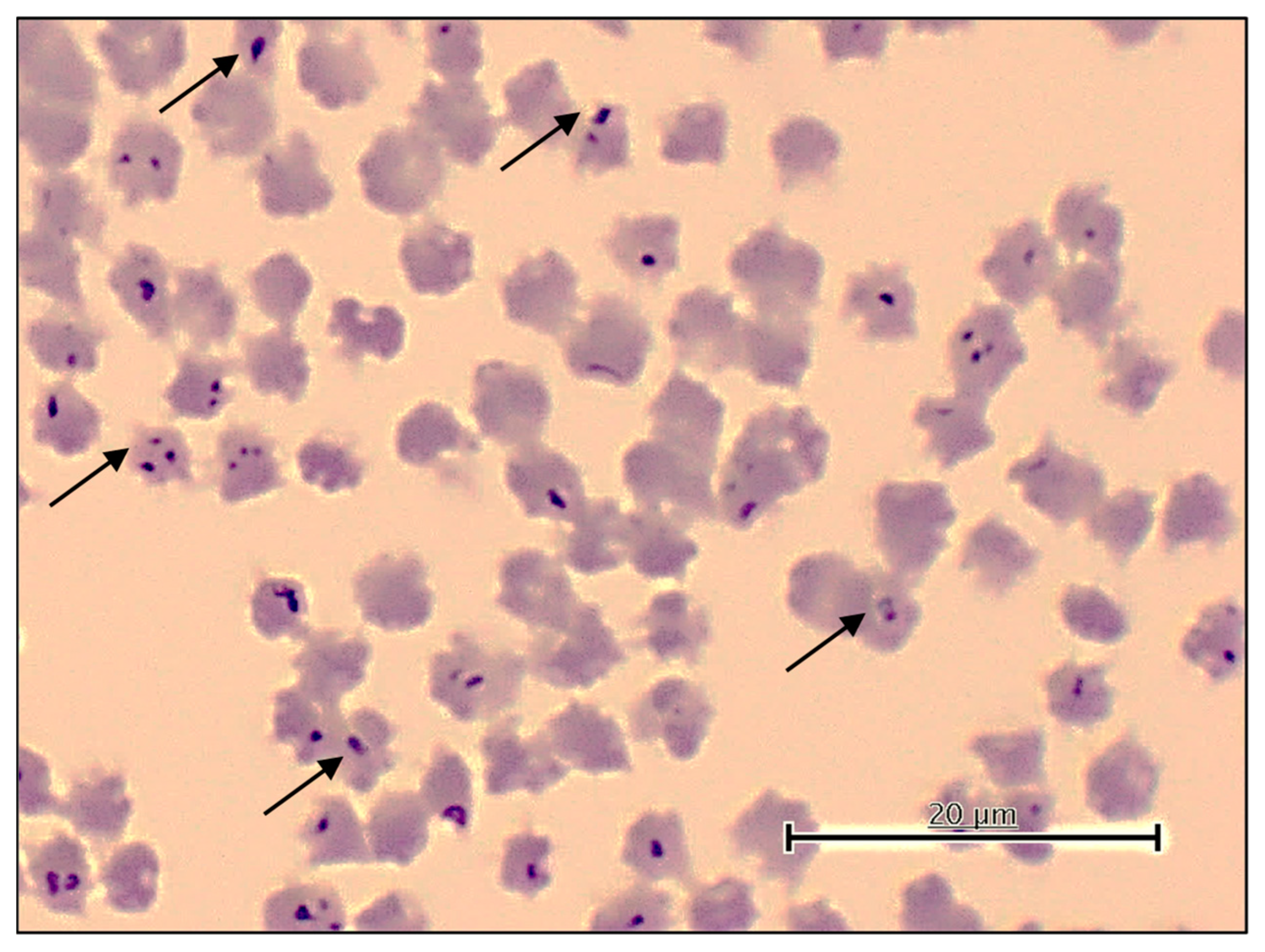 Pathogens 13 00735 g003