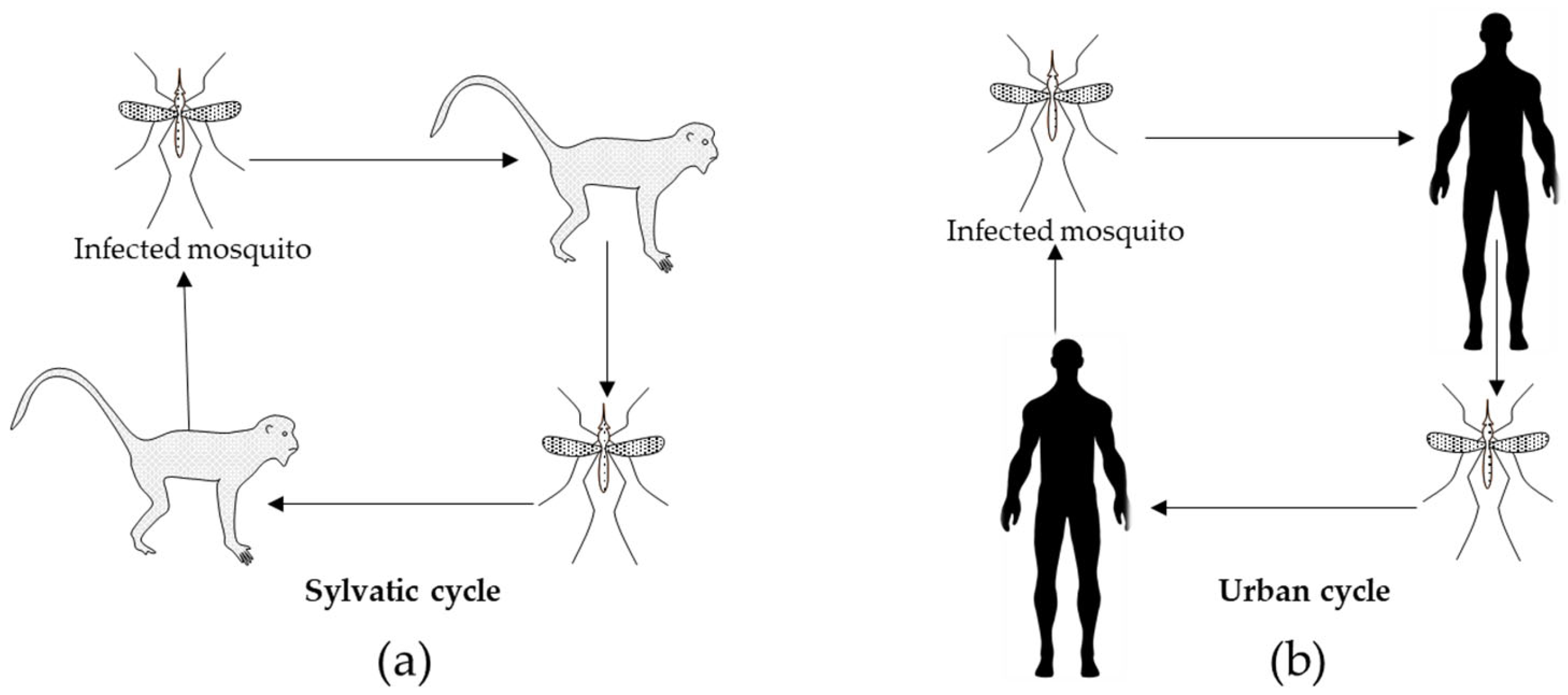 Pathogens 13 00737 g001