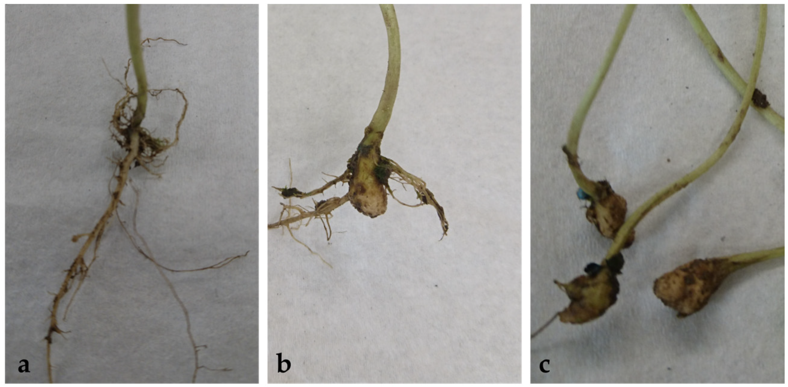 Pathogens 13 00739 g001
