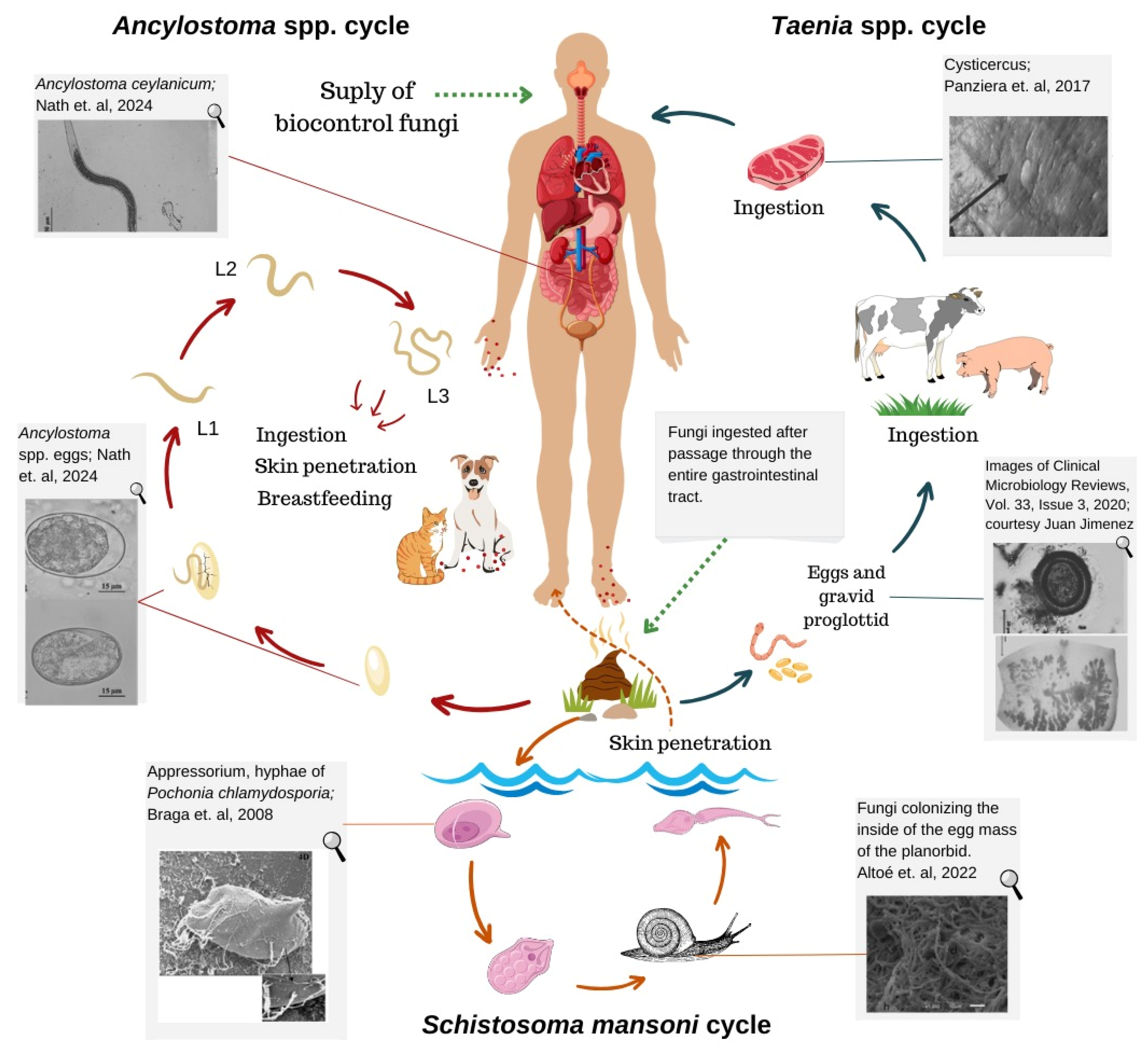 Pathogens 13 00741 g001 Pathogens 13 00741 g001