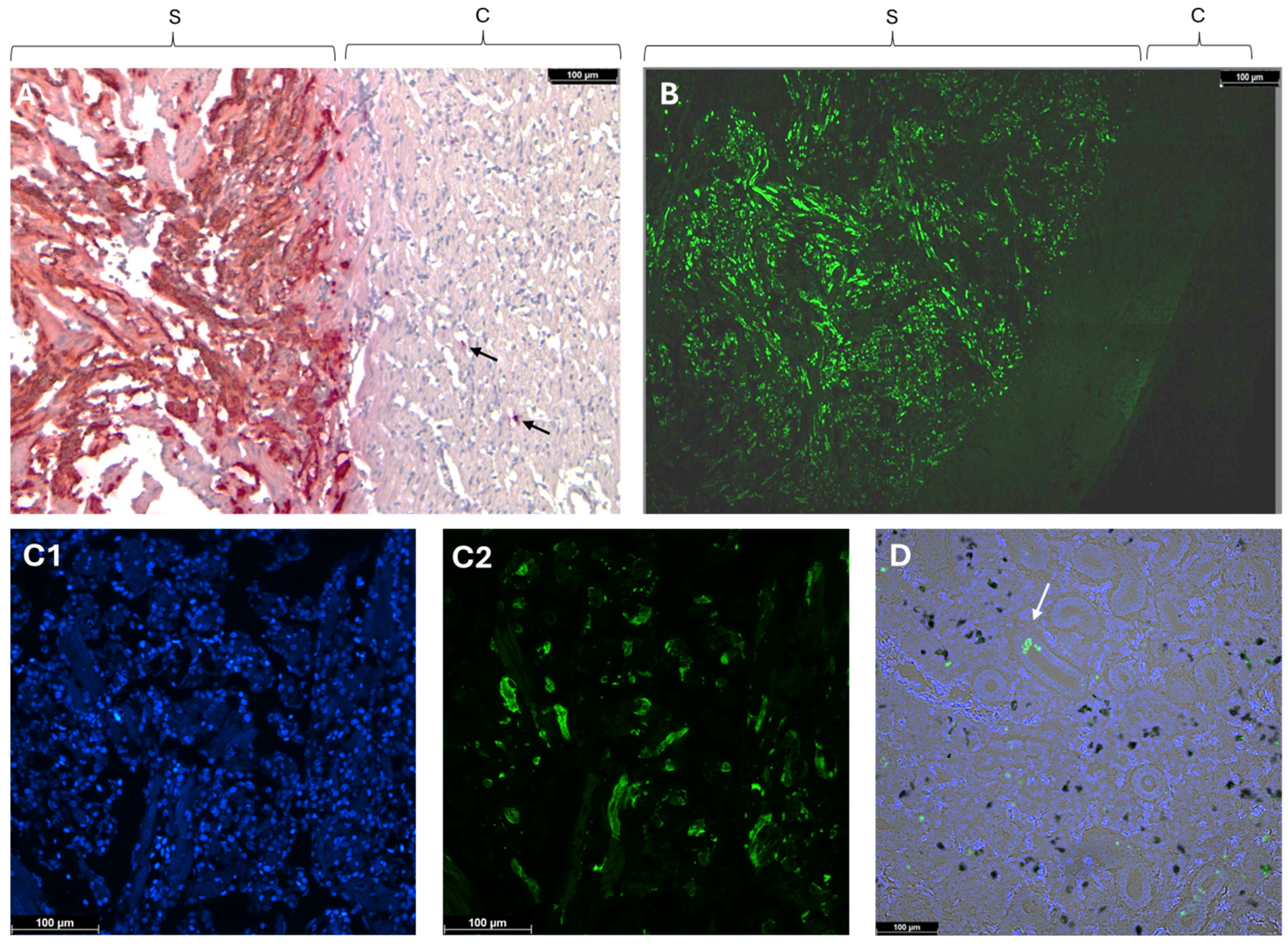 Pathogens 13 00744 g001