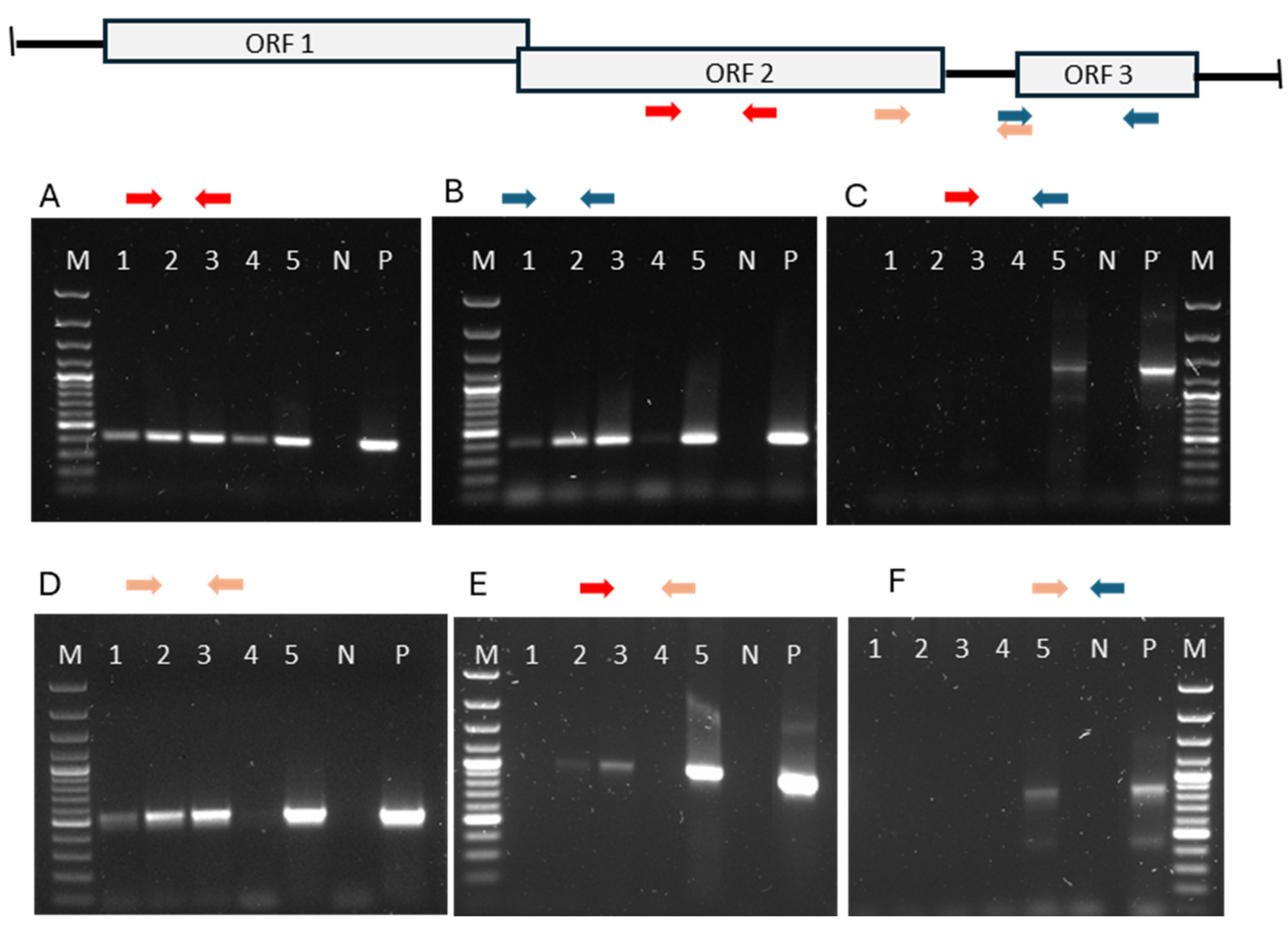 Pathogens 13 00744 g002