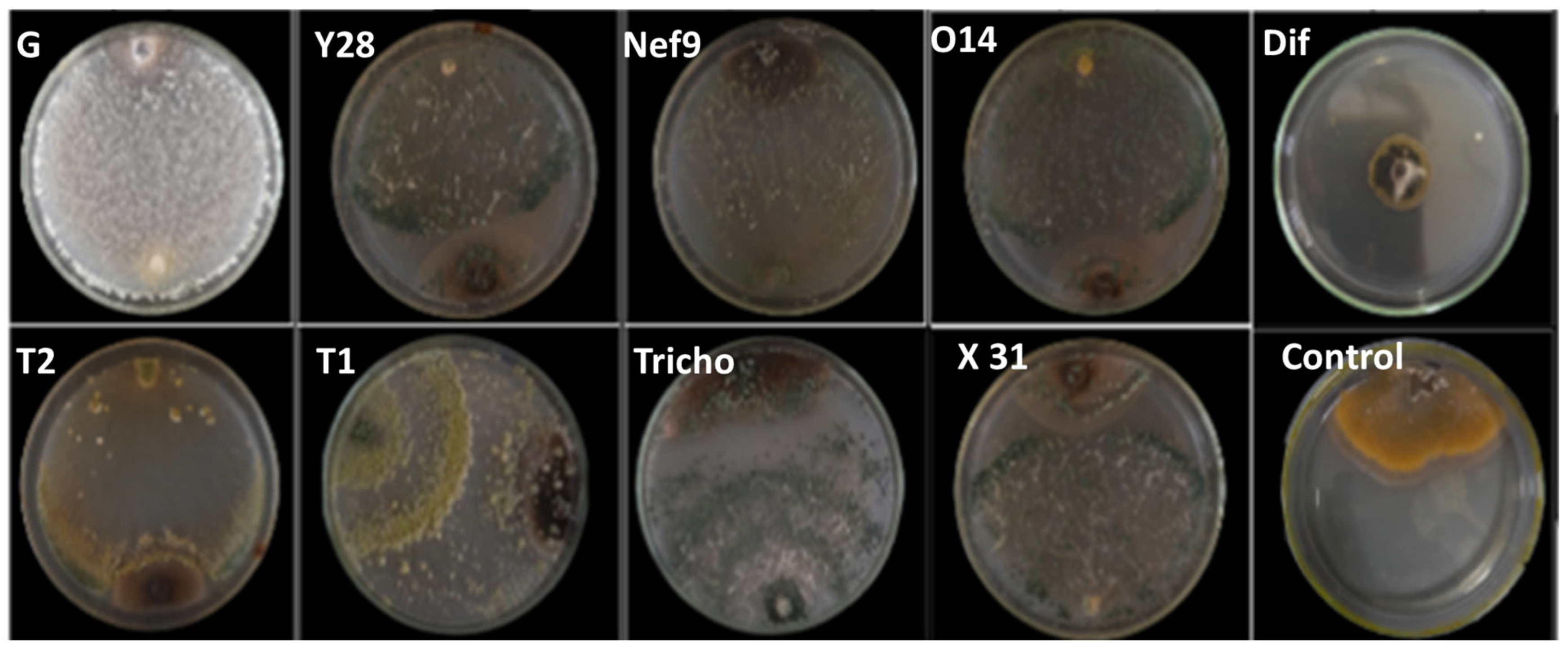 Pathogens 13 00752 g001