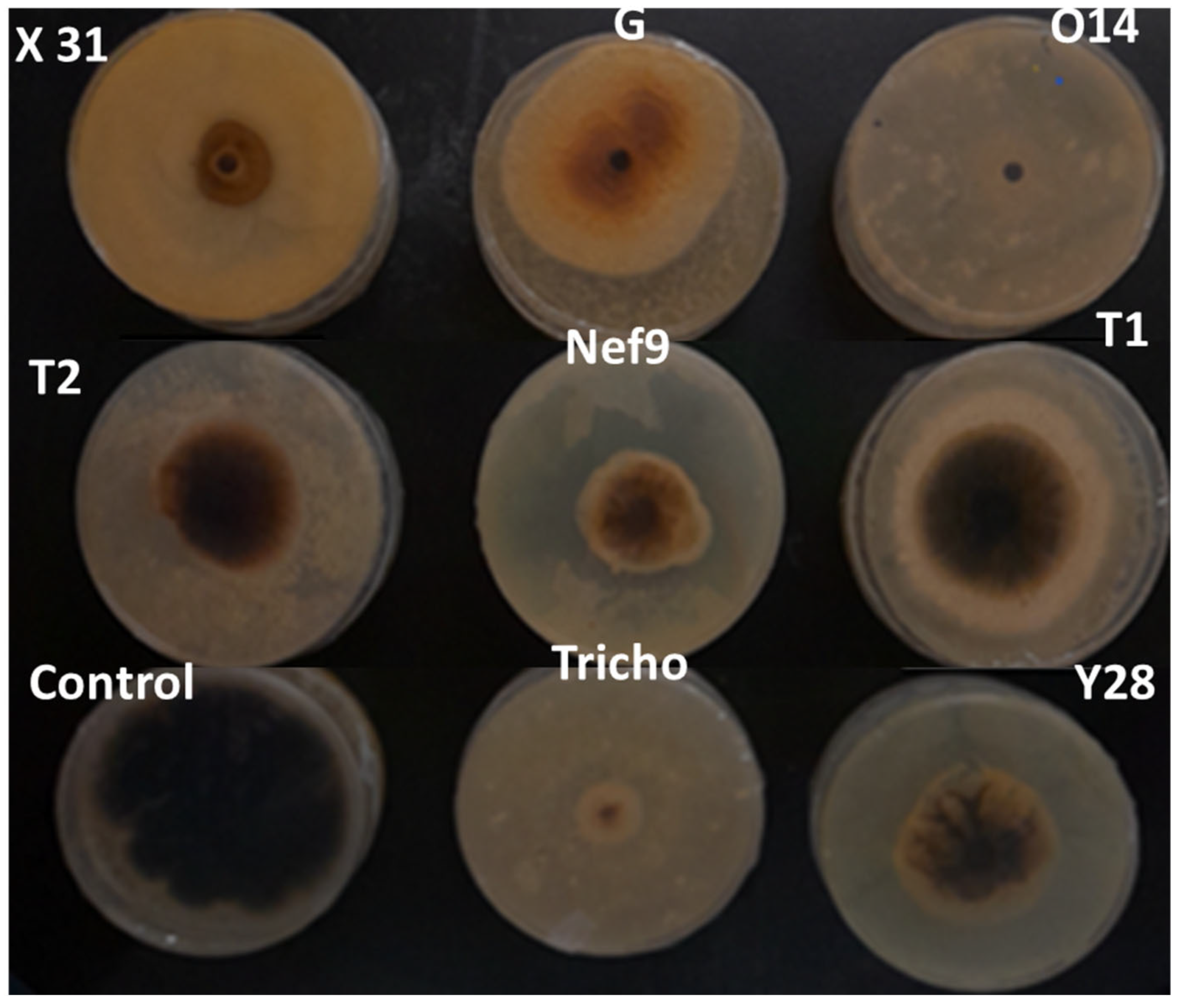 Pathogens 13 00752 g002
