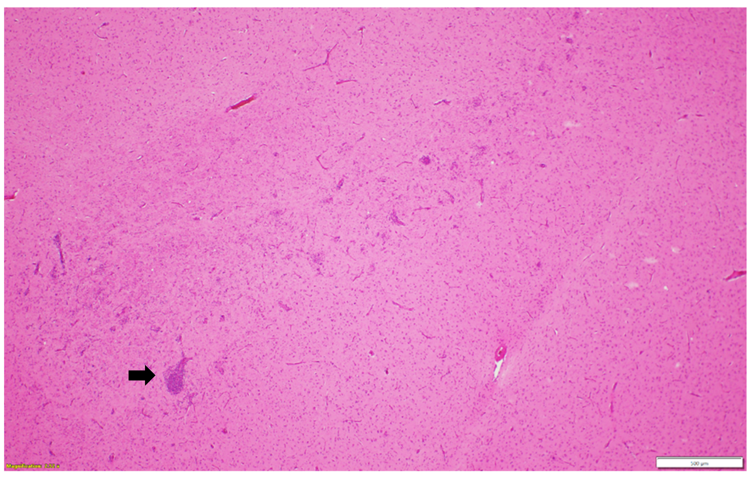 Pathogens 13 00758 g001