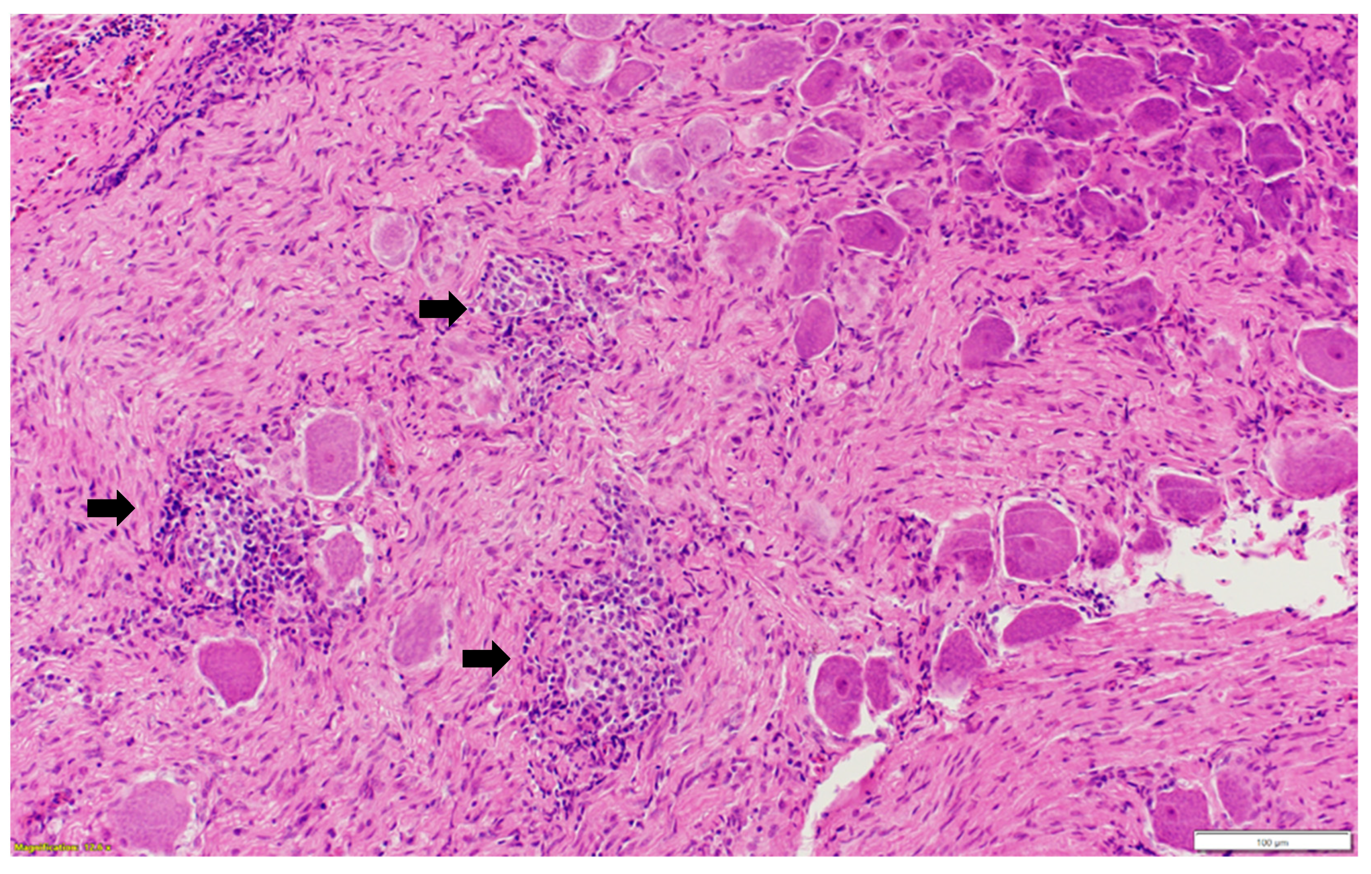 Pathogens 13 00758 g004