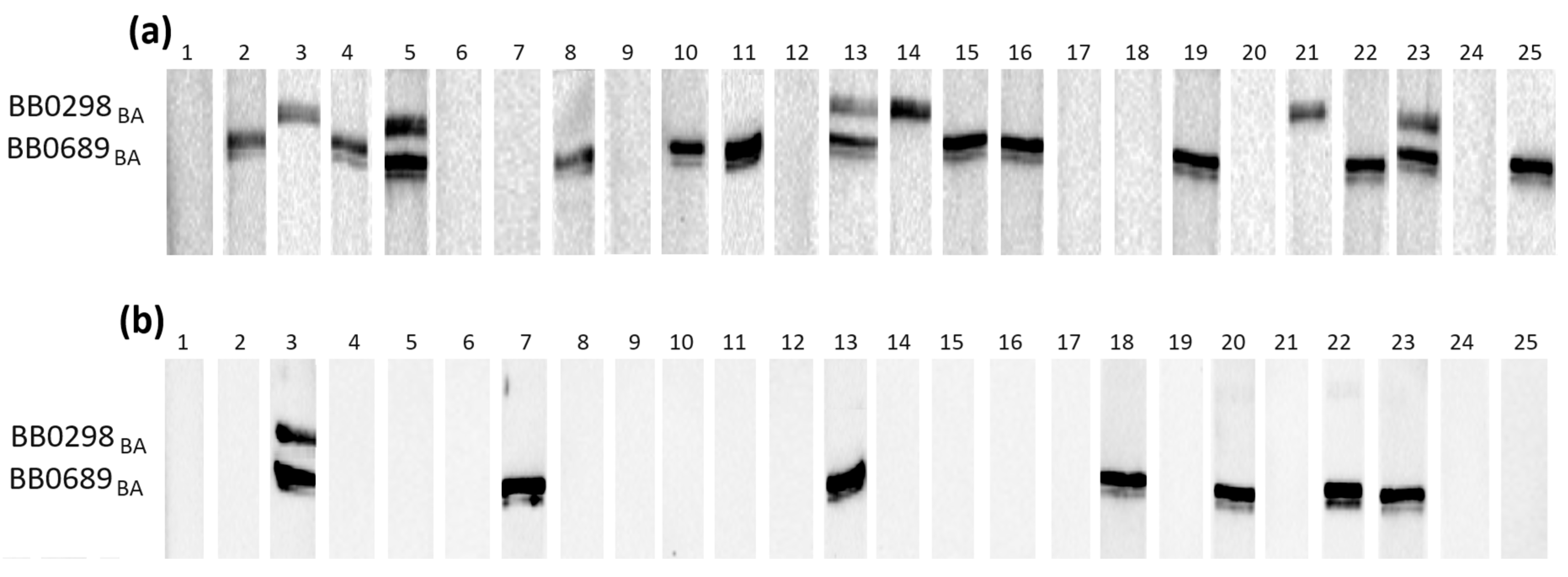 Pathogens 13 00767 g002 Pathogens 13 00767 g002