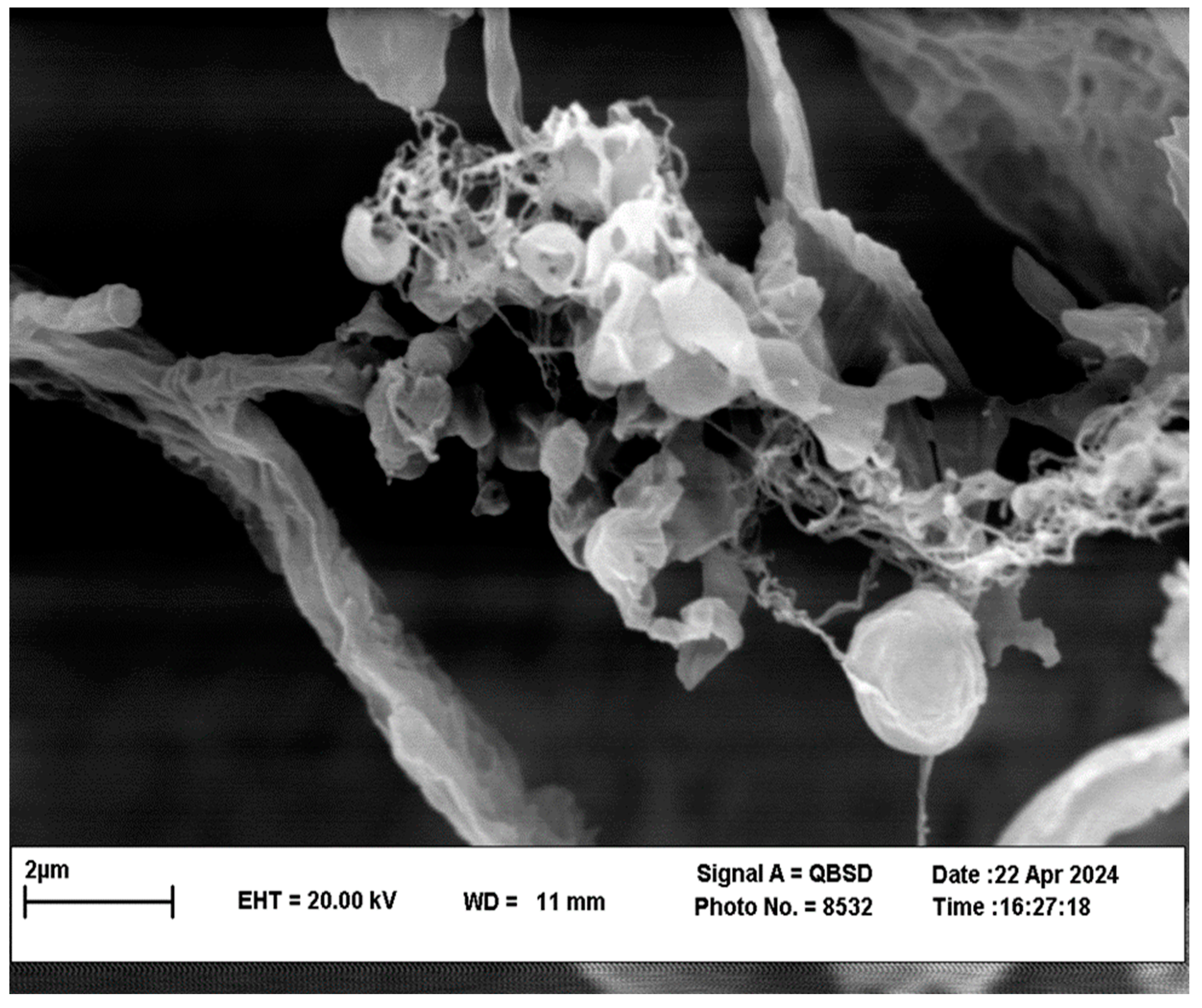 Pathogens 13 00790 g004