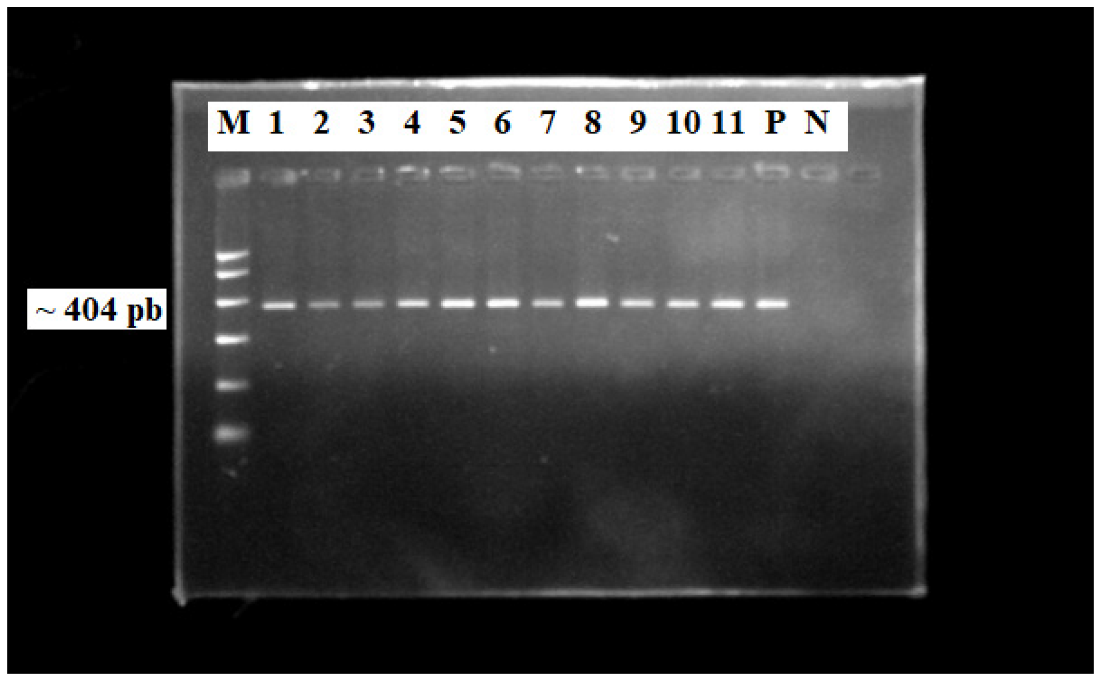 Pathogens 13 00793 g003 Pathogens 13 00793 g003