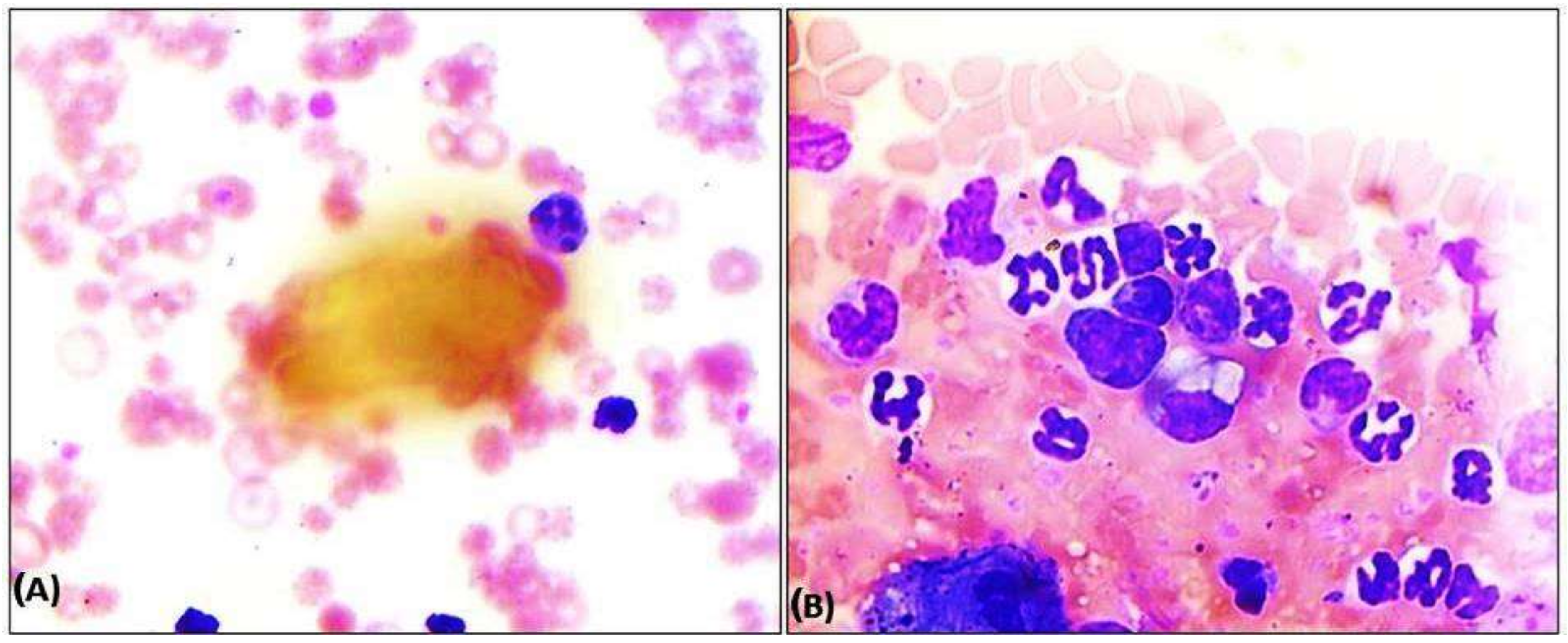 Pathogens 13 00803 g001