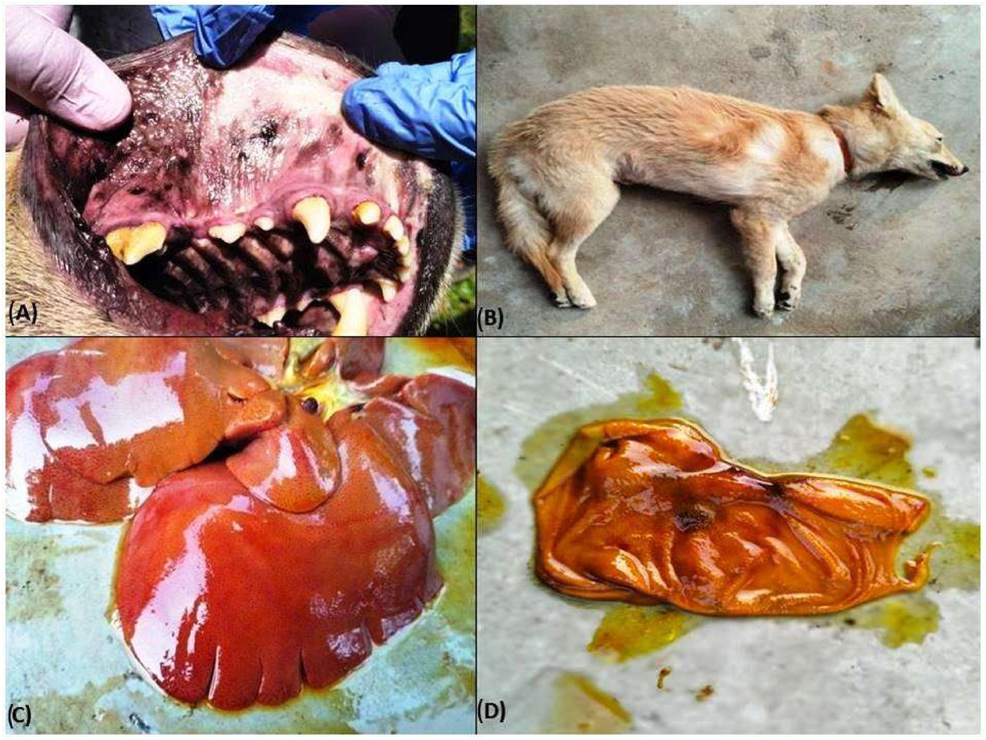 Pathogens 13 00803 g003