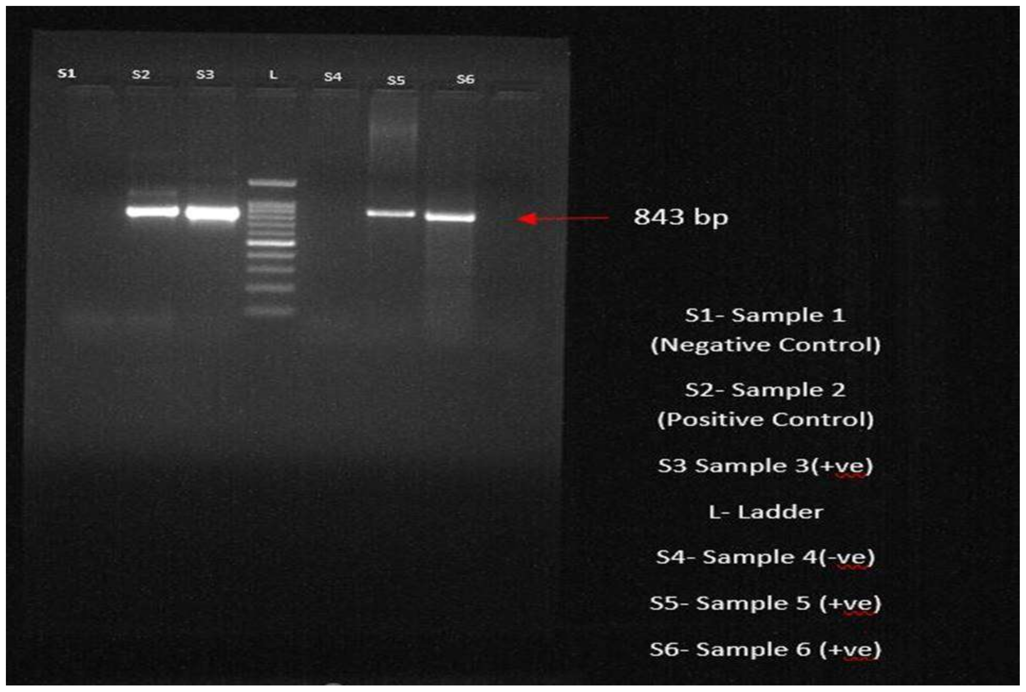 Pathogens 13 00803 g006
