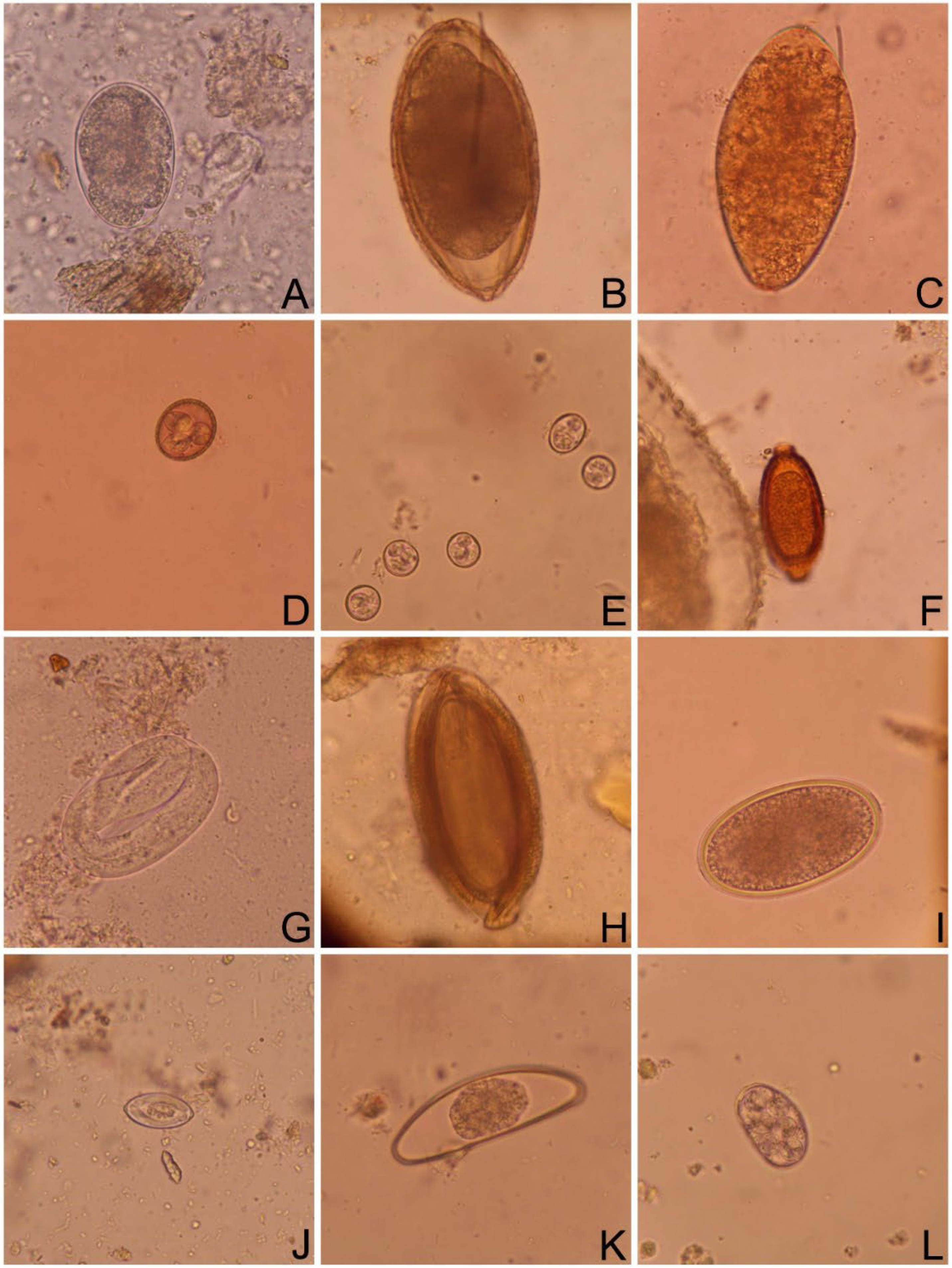 Pathogens 13 00806 g002 Pathogens 13 00806 g002