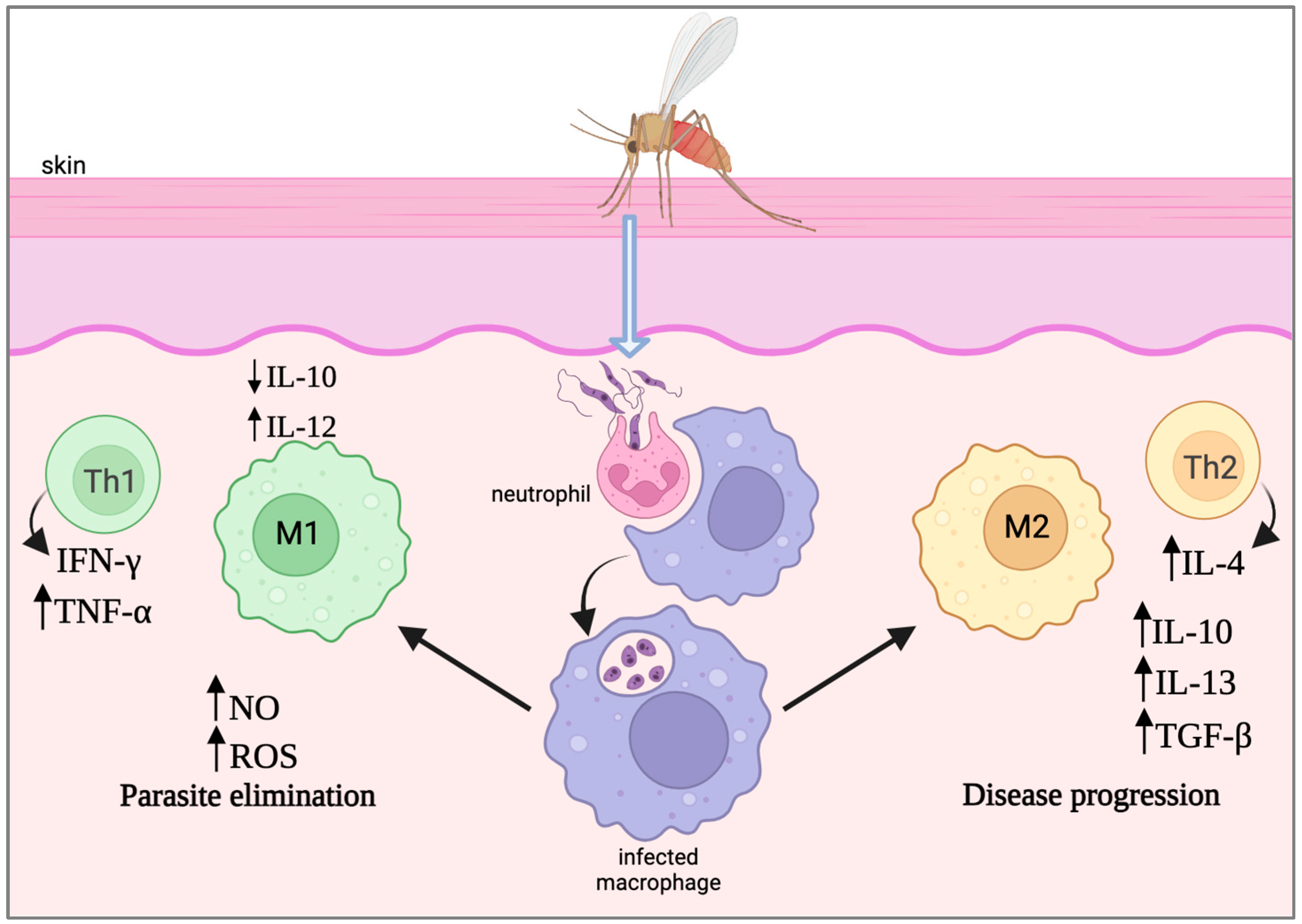 Pathogens 13 00812 g001
