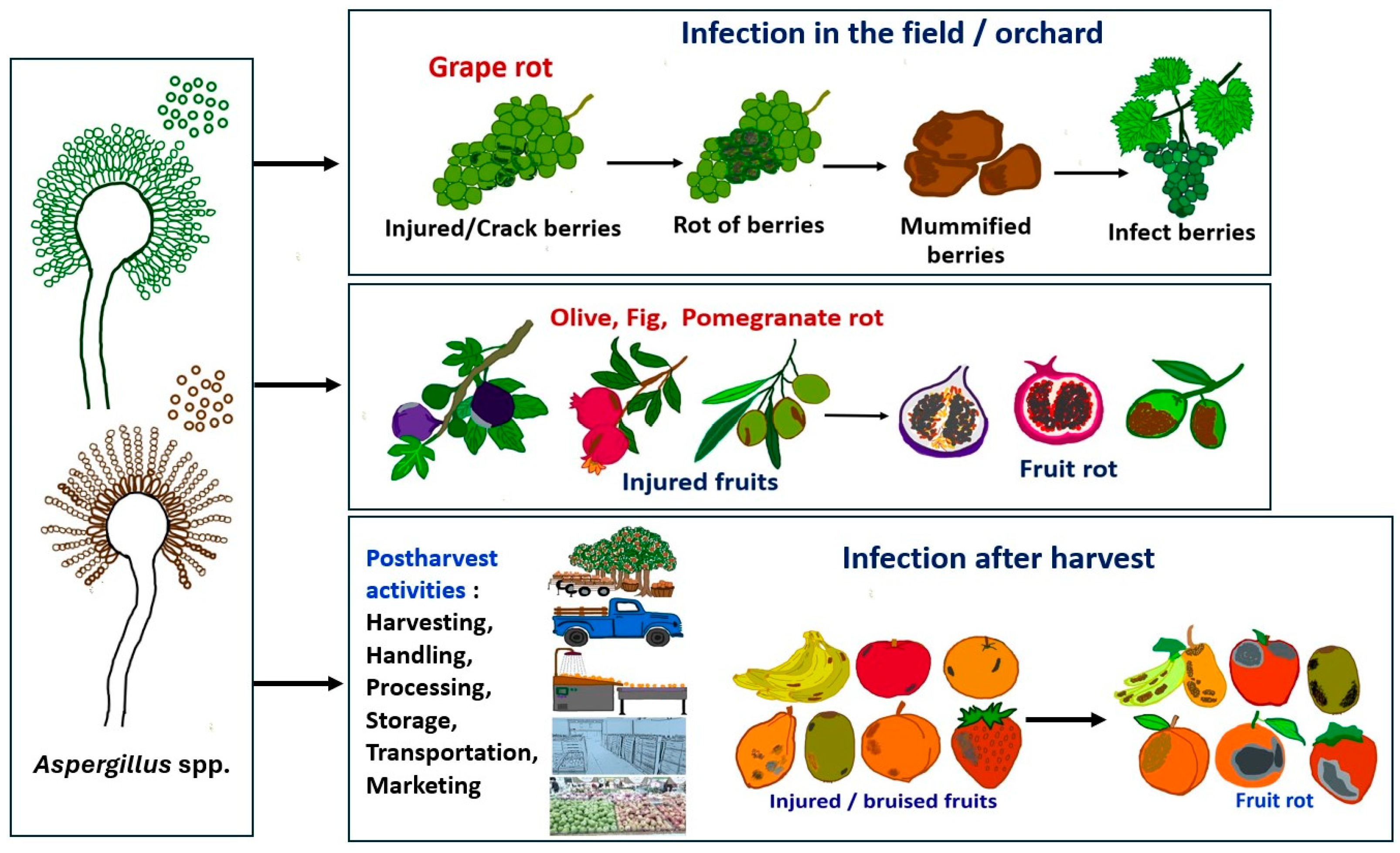 Pathogens 13 00813 g002
