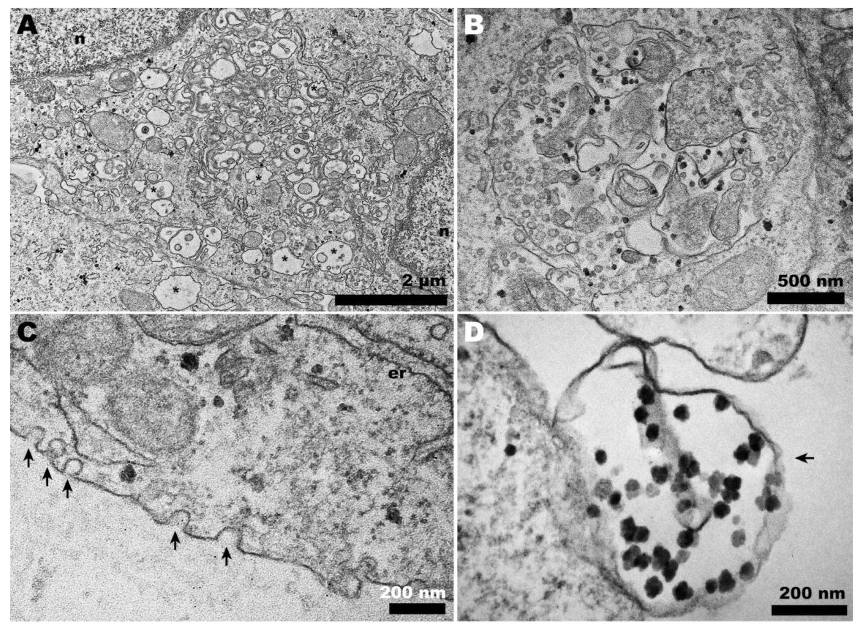 Pathogens 13 00814 g004