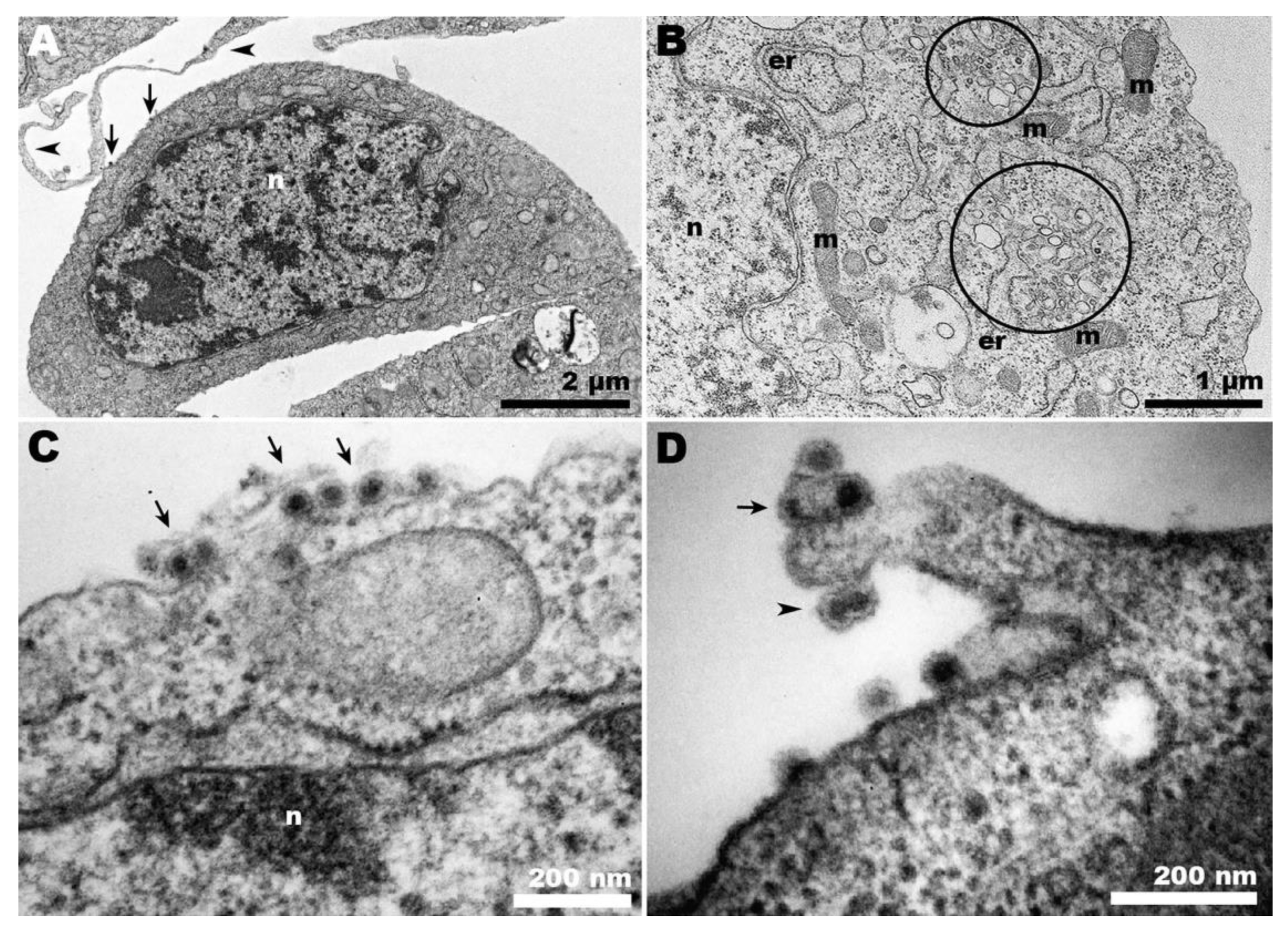 Pathogens 13 00814 g005