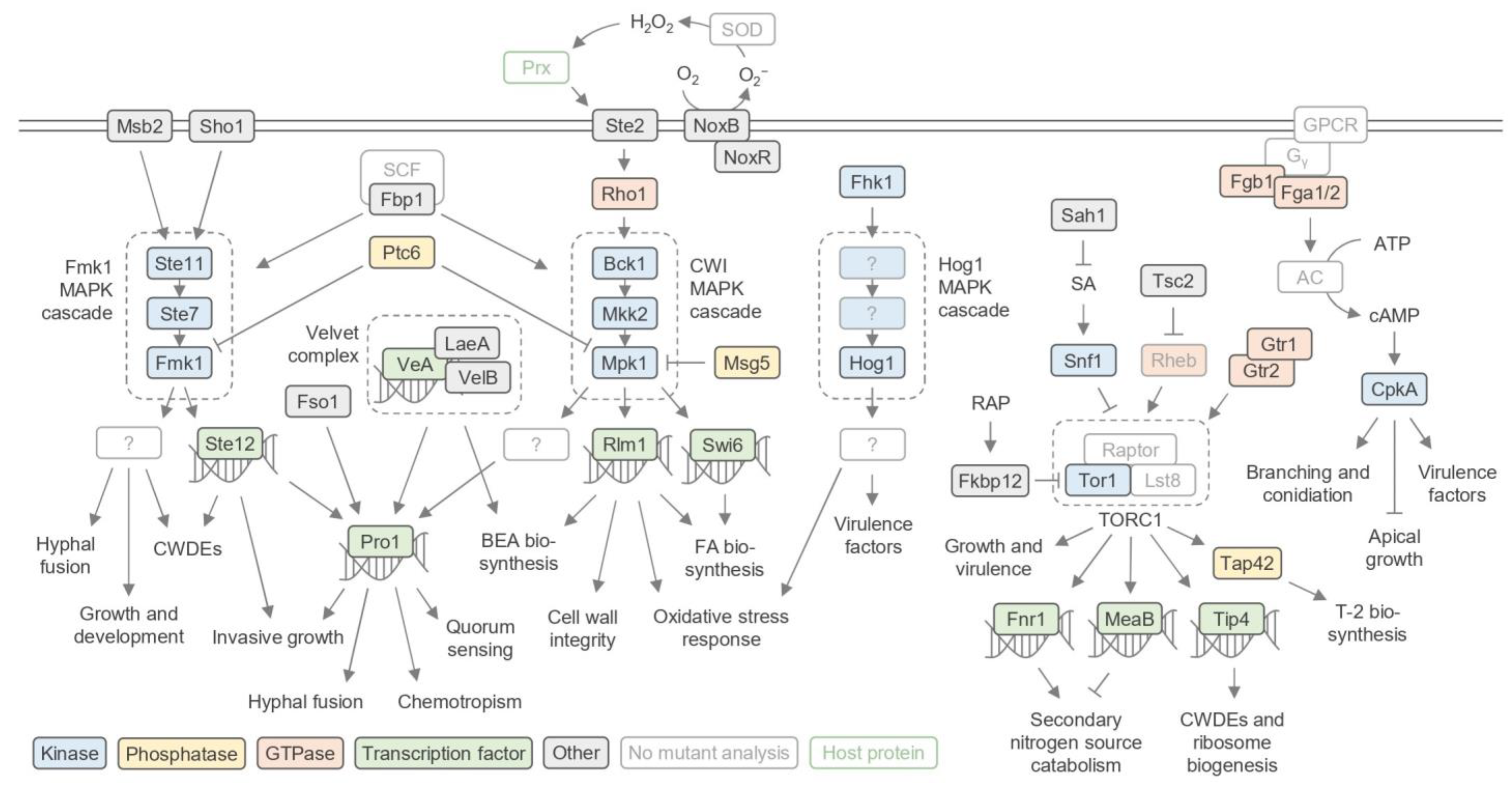 Pathogens 13 00823 g004 Pathogens 13 00823 g004