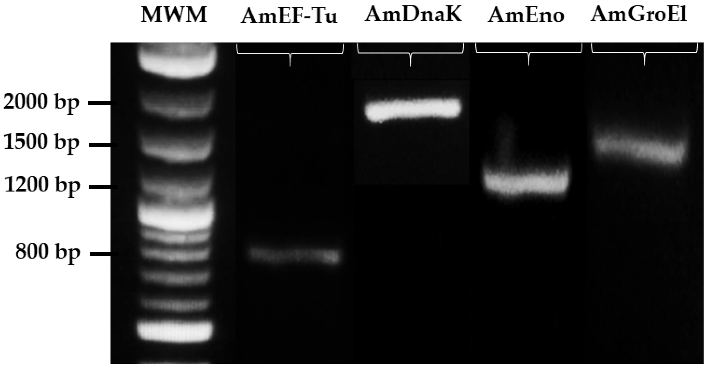 Pathogens 13 00845 g002