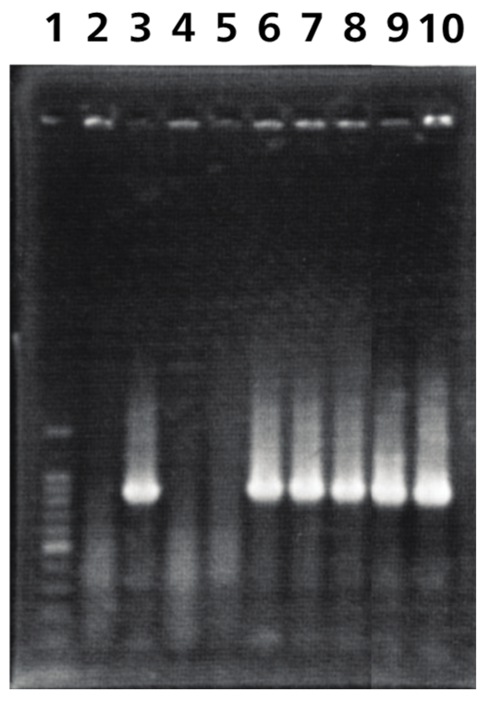 Pathogens 13 00865 g007